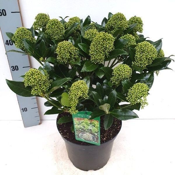 Skimmia japonica White Globe® 20+, D 23