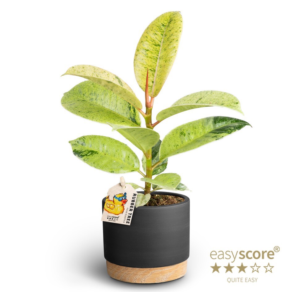 Woodbase Liquorice, Ficus elastica ´Shivereana´, D 10