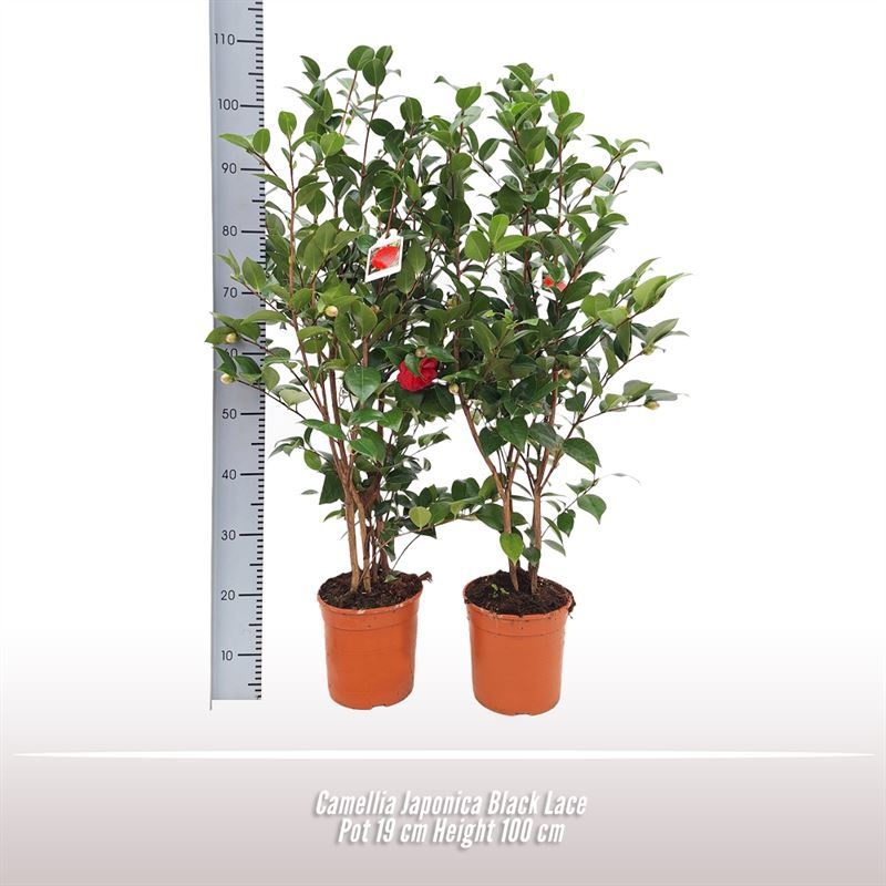 Camellia japonica Black Lace, D 19