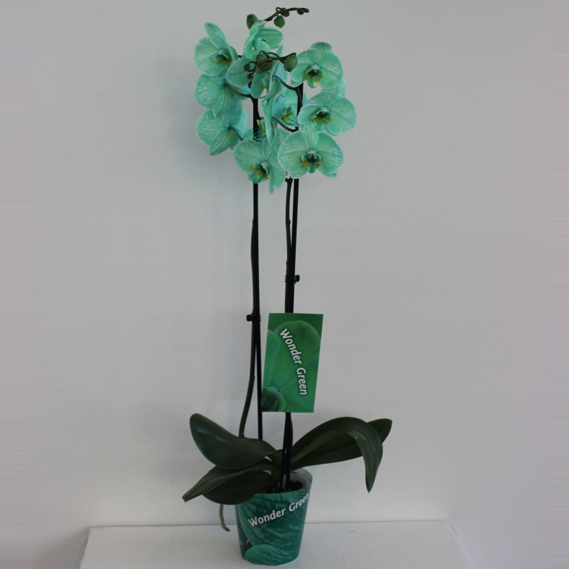 Wonder Green 2 tak, D 12