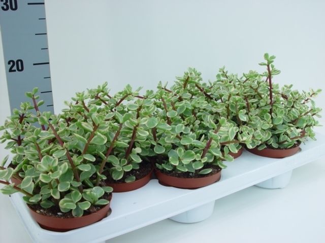 Portulacaria afra variegata, D 11