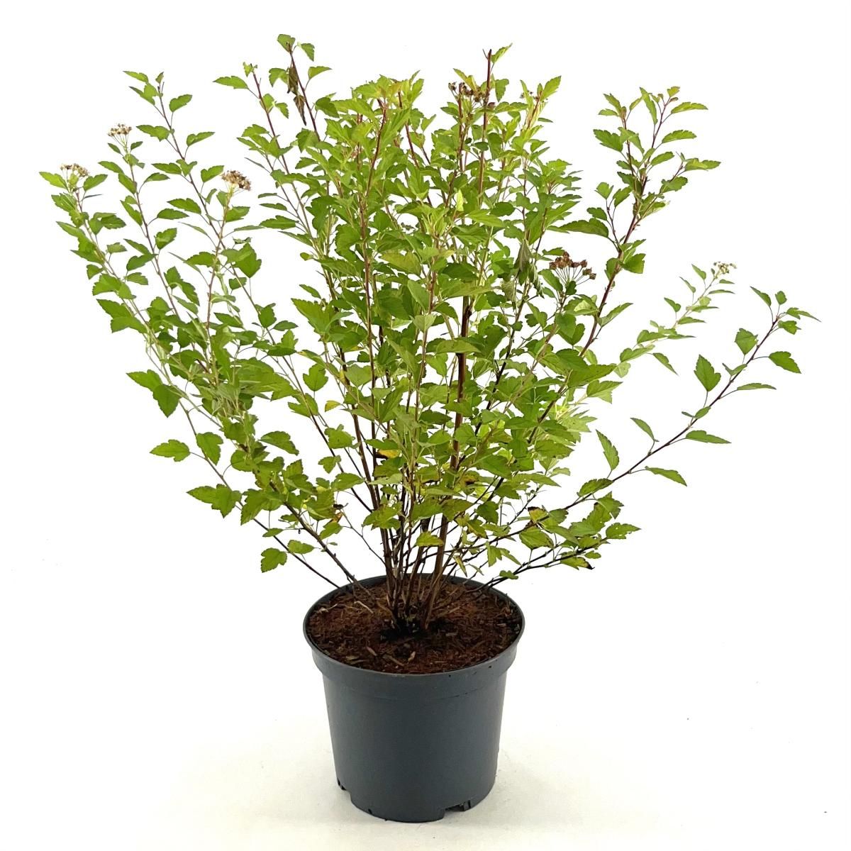 Physocarpus op. Raspberry Lemonade, D 19