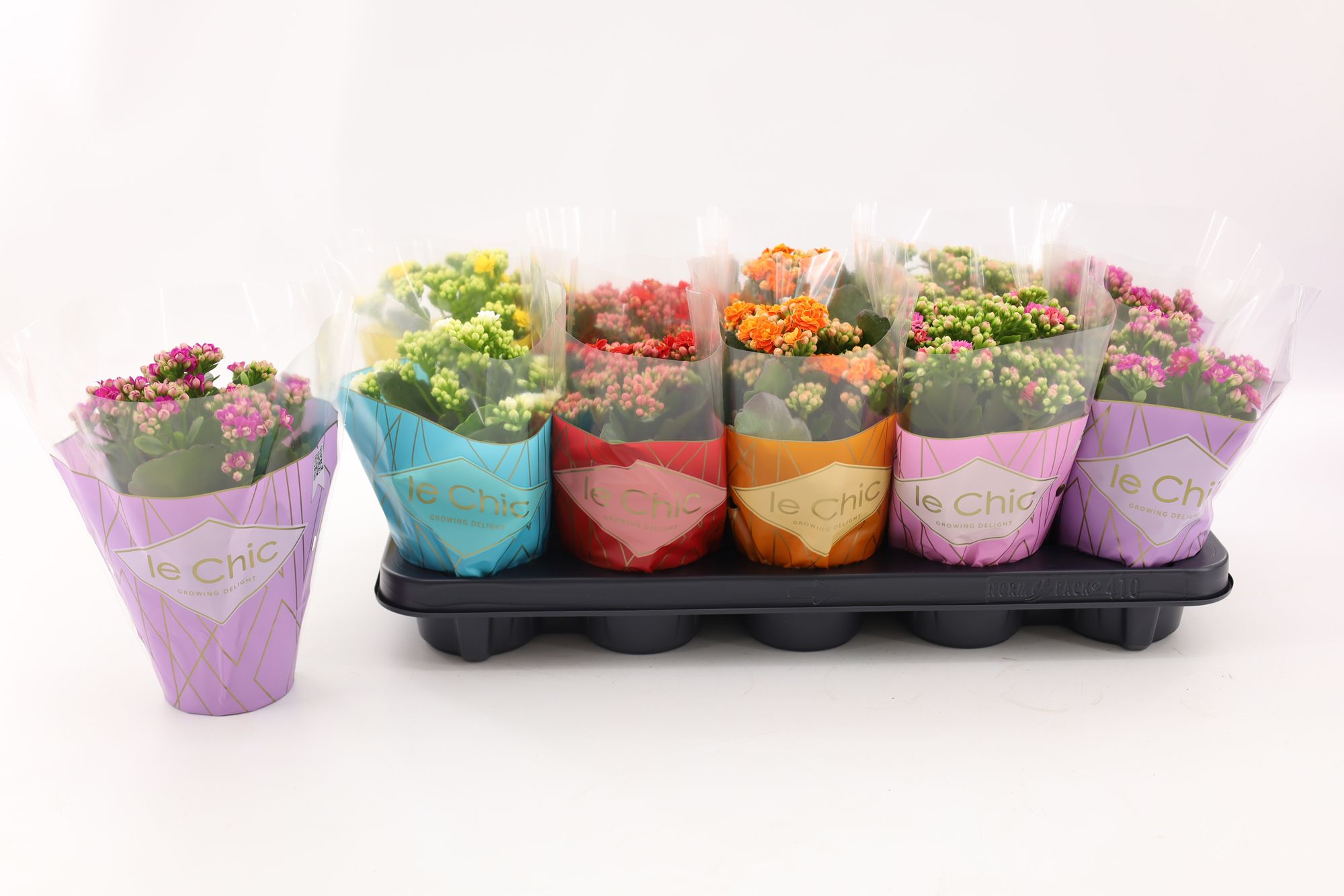 Kalanchoe Double, Le Chic Mix, D 10,5