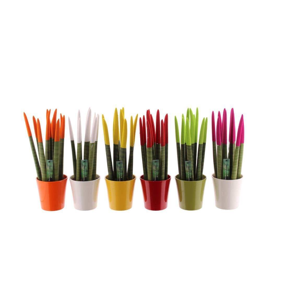 Sansevieria VELVET TOUCHZ® Mix in keramiek Edel, D 12