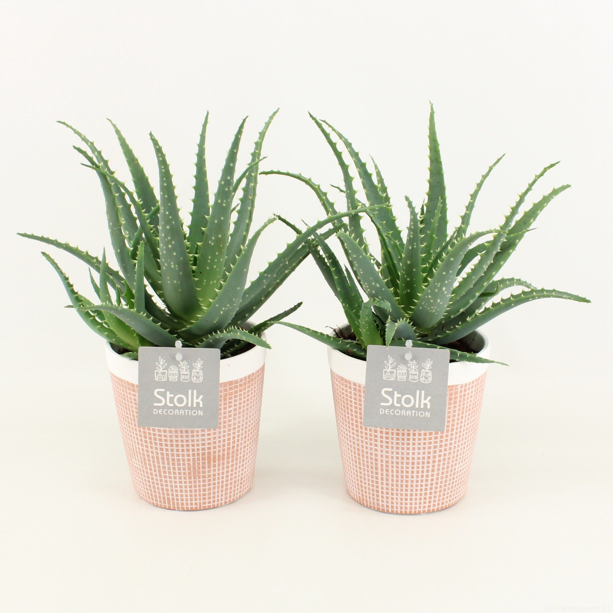 Aloe Arborescens in Terracotta, D 13