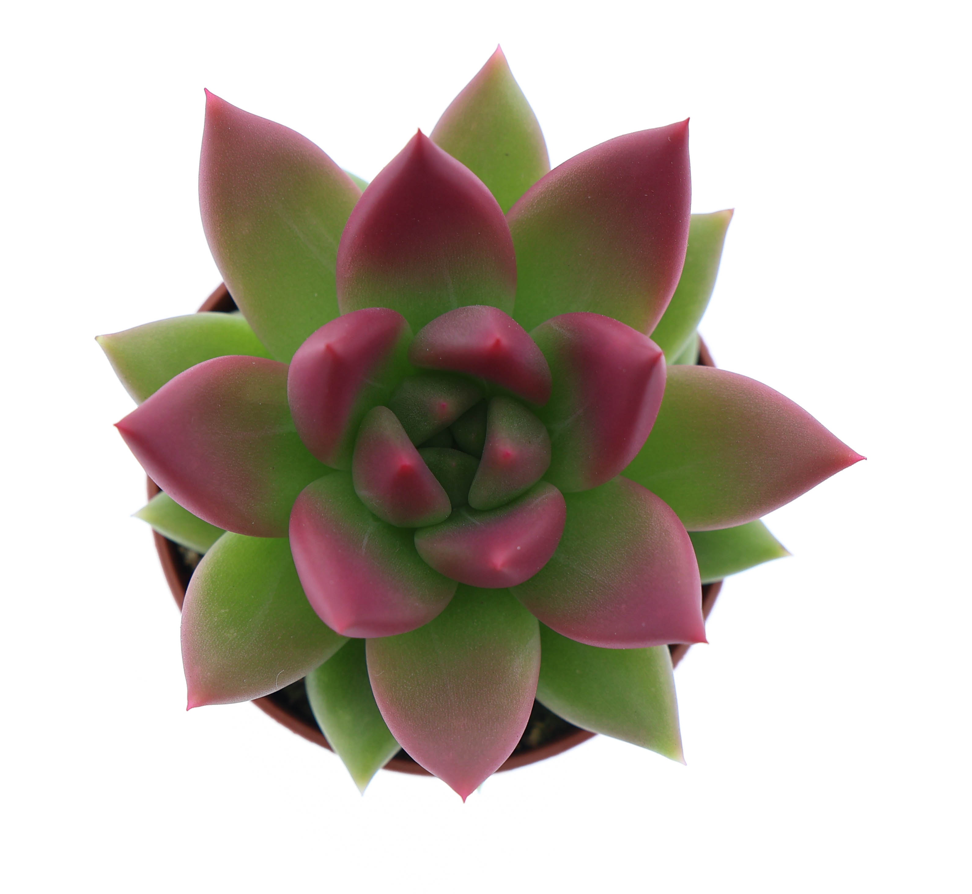 Miranda tips bordeaux red, D 5,5