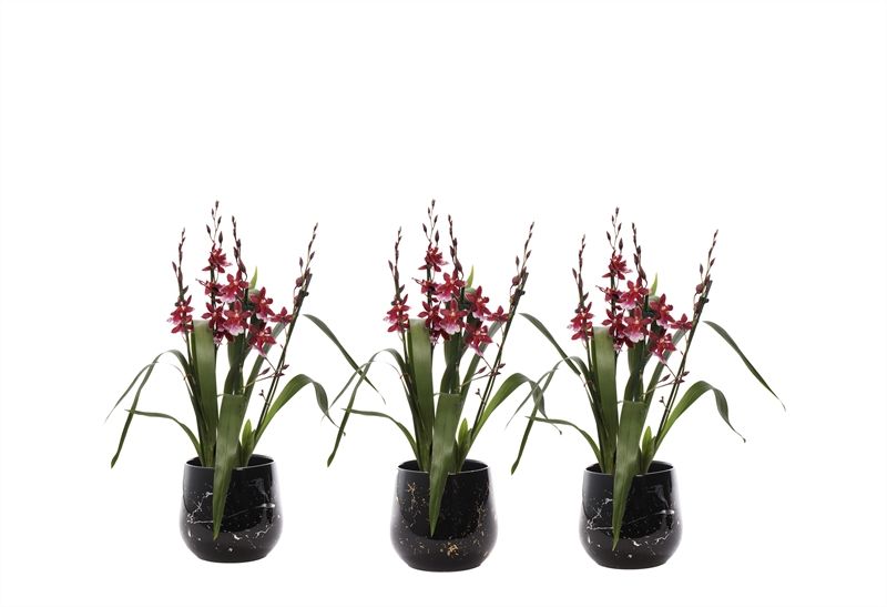 Stoneware p12 Rhonda gold Cambria Barrocco Red 3-4T27+ regular, D 12