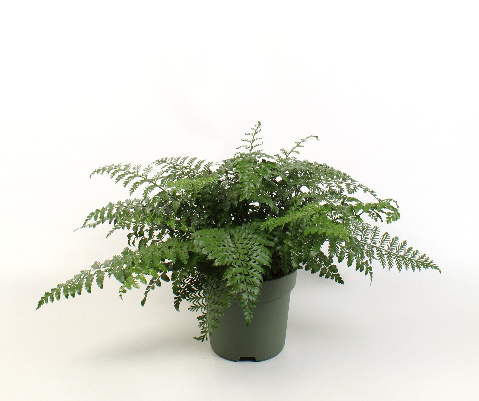 Asplenium Parvati, D 21