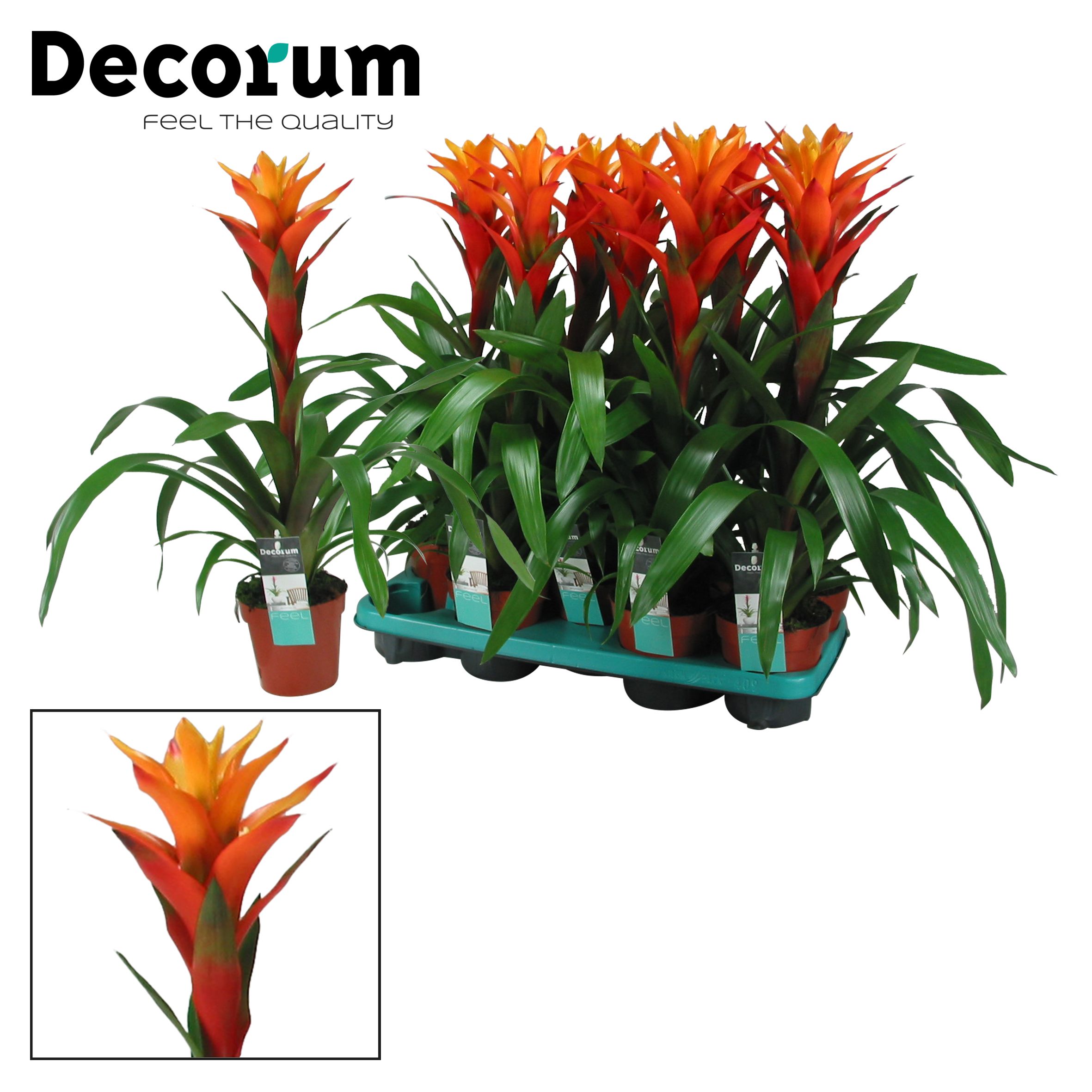 Guzmania Variada (Decorum), D 13