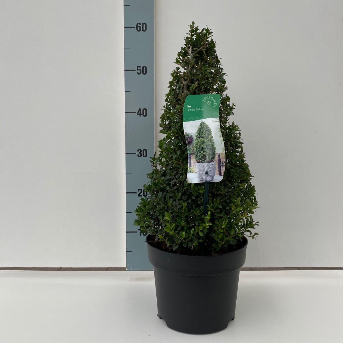 Ilex crenata 'Stokes', kegel, D 17