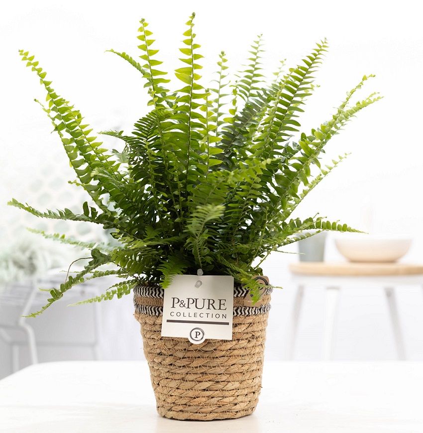 Nephrolepis Green Lady in P&PURE Basket 6, D 12