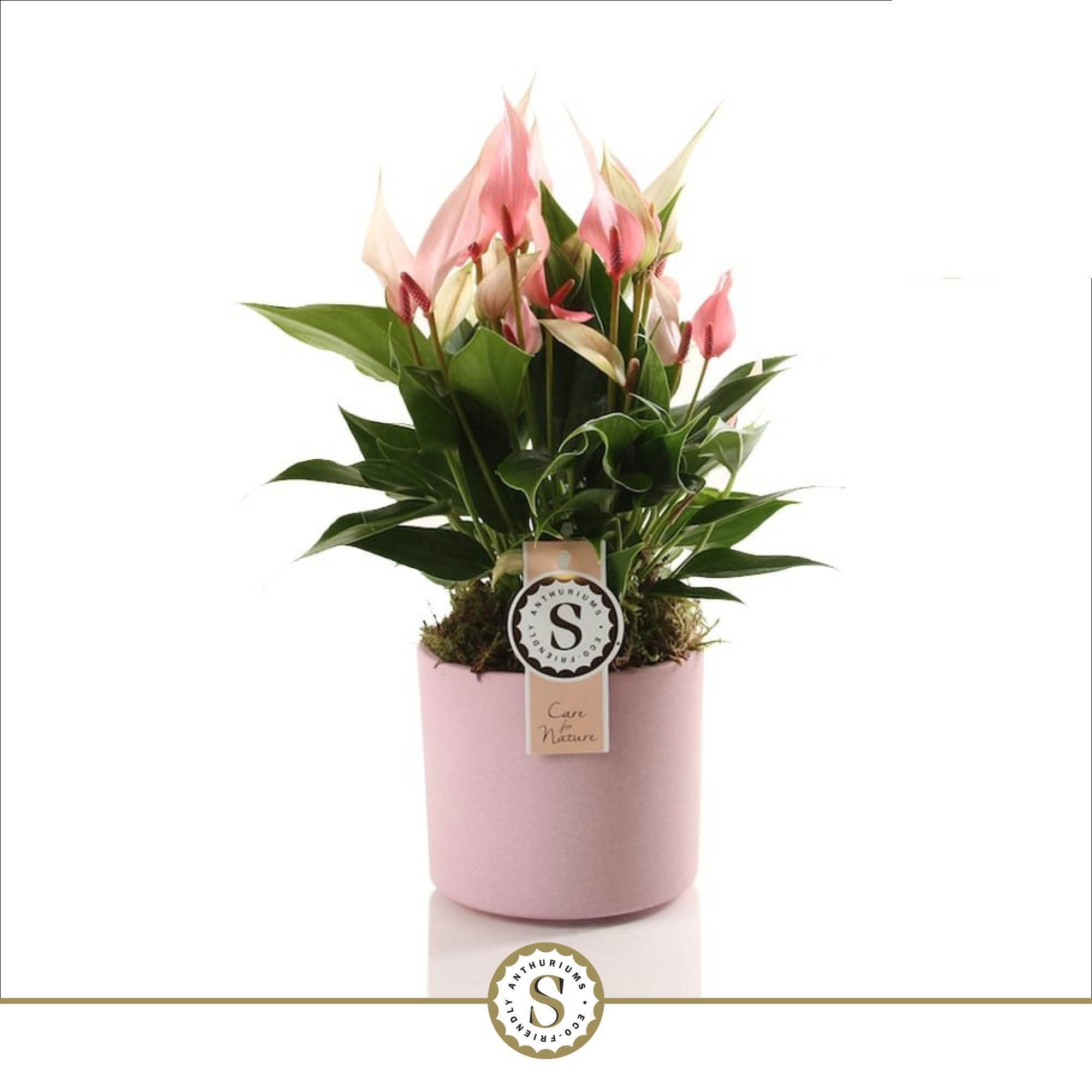 Bari Keramiek Pink - Lilli 12cm, D 12