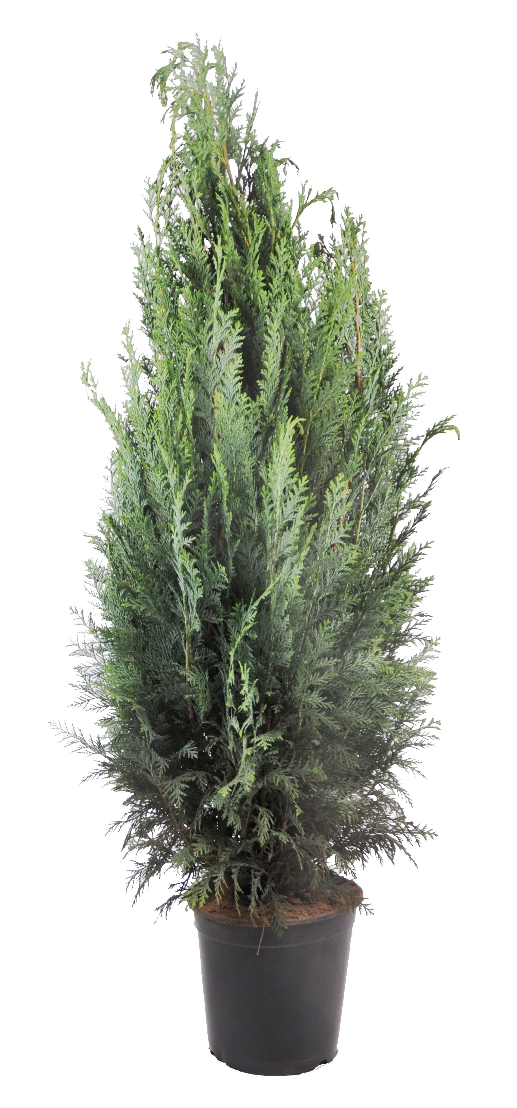 Chamaecyparis law. Columnaris, plantmaat 80-100 cm - Rondgestoken -, D 21