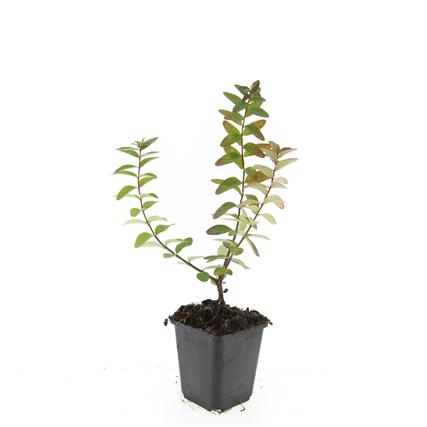 Hypericum dummeri 'Peter Dummer', D 9