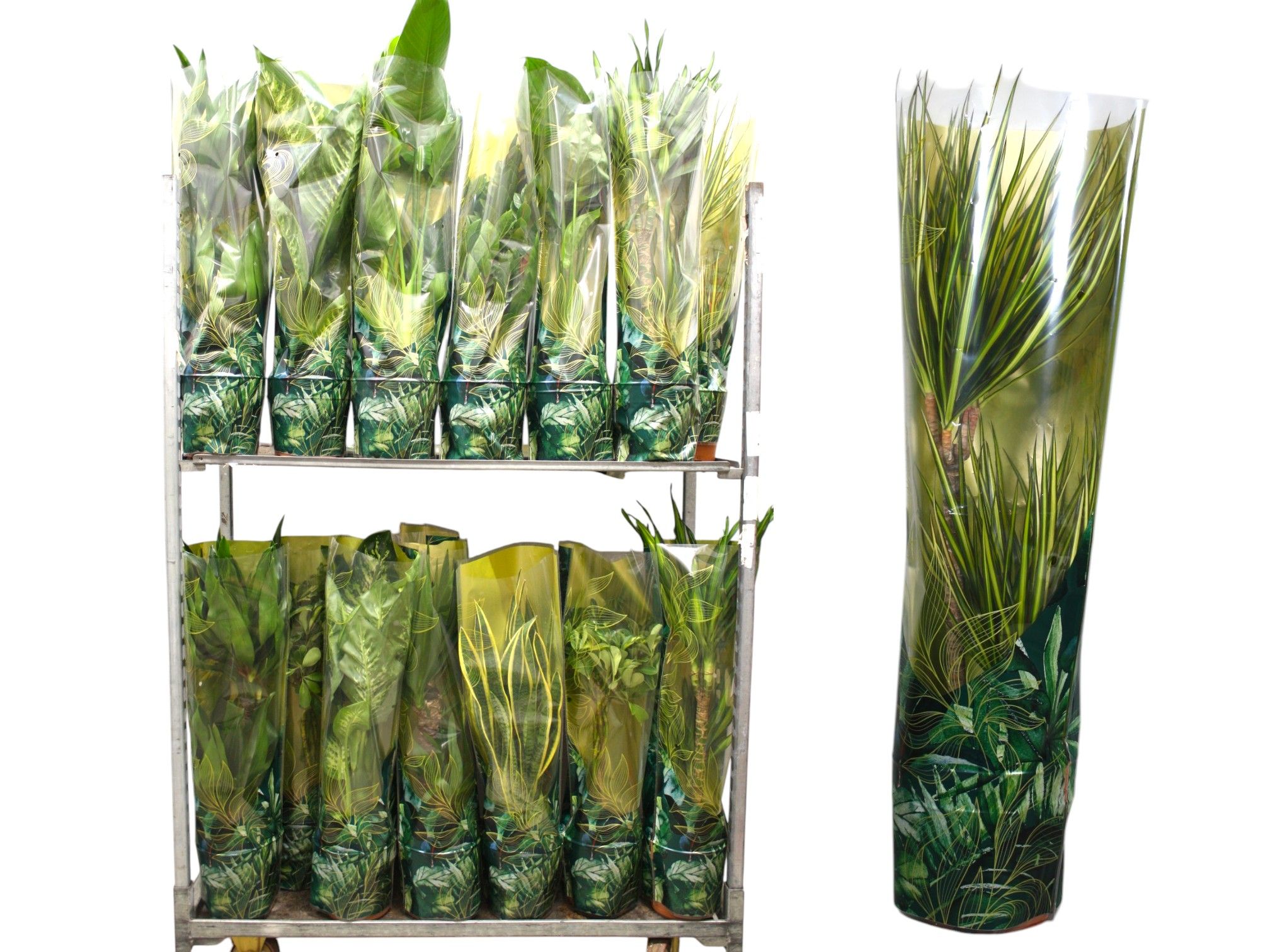 Plantenmix p21 Jungle-hoes - - foto is indicatief, D 21