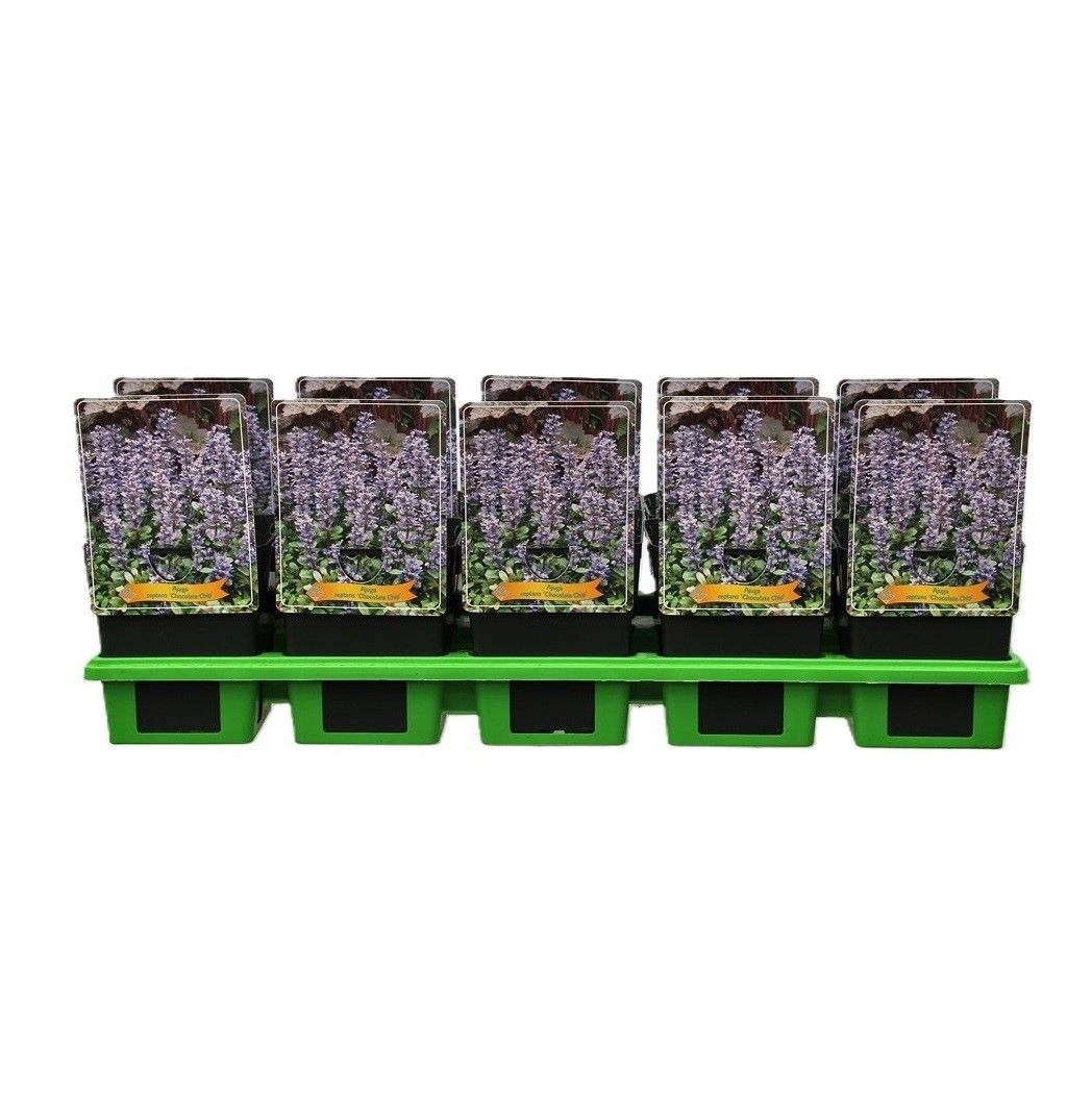 Ajuga reptans 'Chocolat Chip' P11, D 11