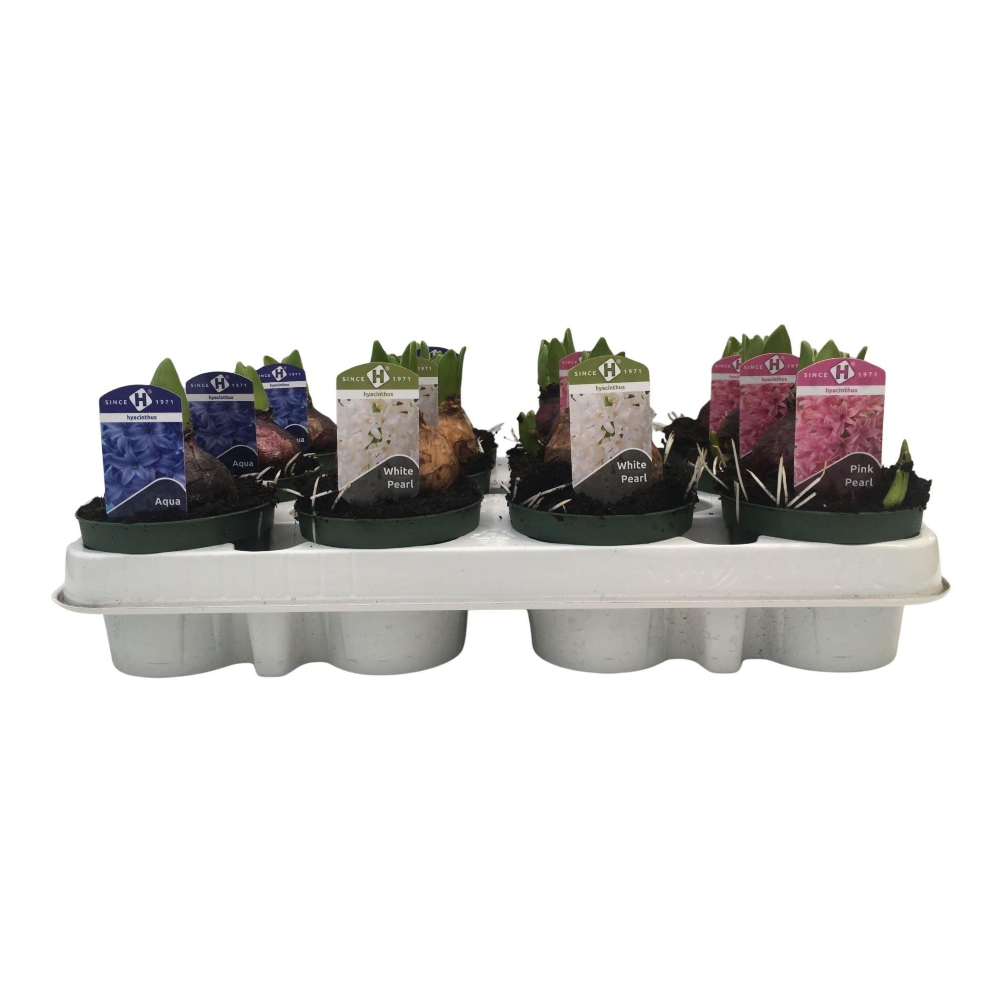 Hyacint 9 cm. 3 kleuren mix, D 9