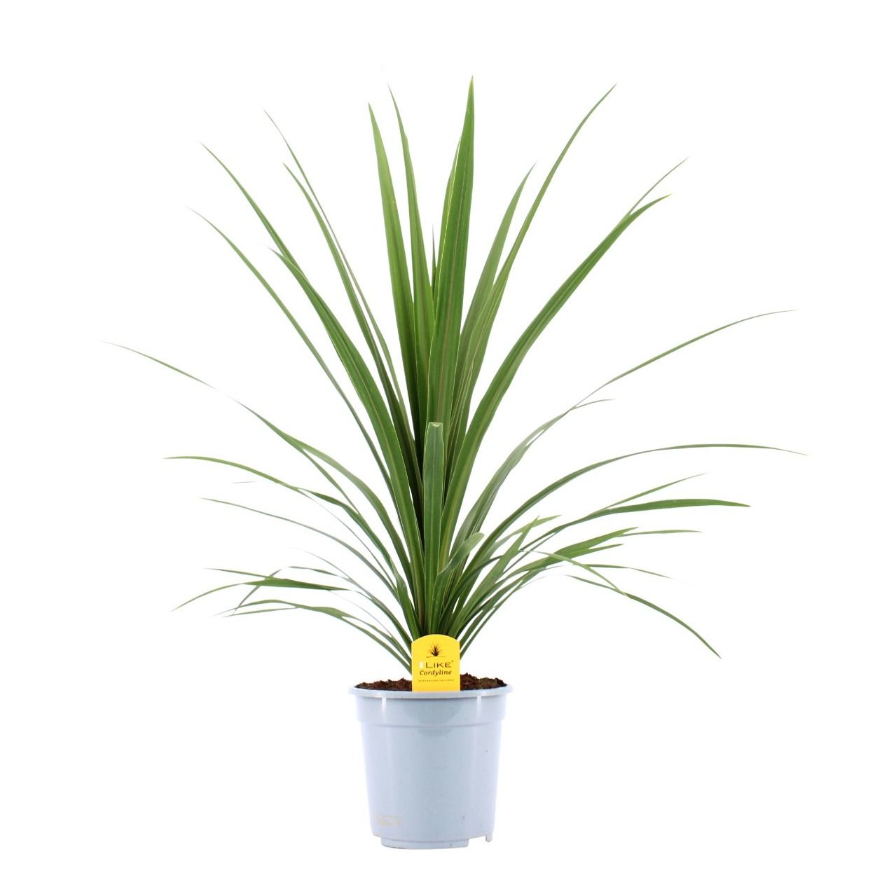 Cordyline Australis Verde - 21cm, D 21