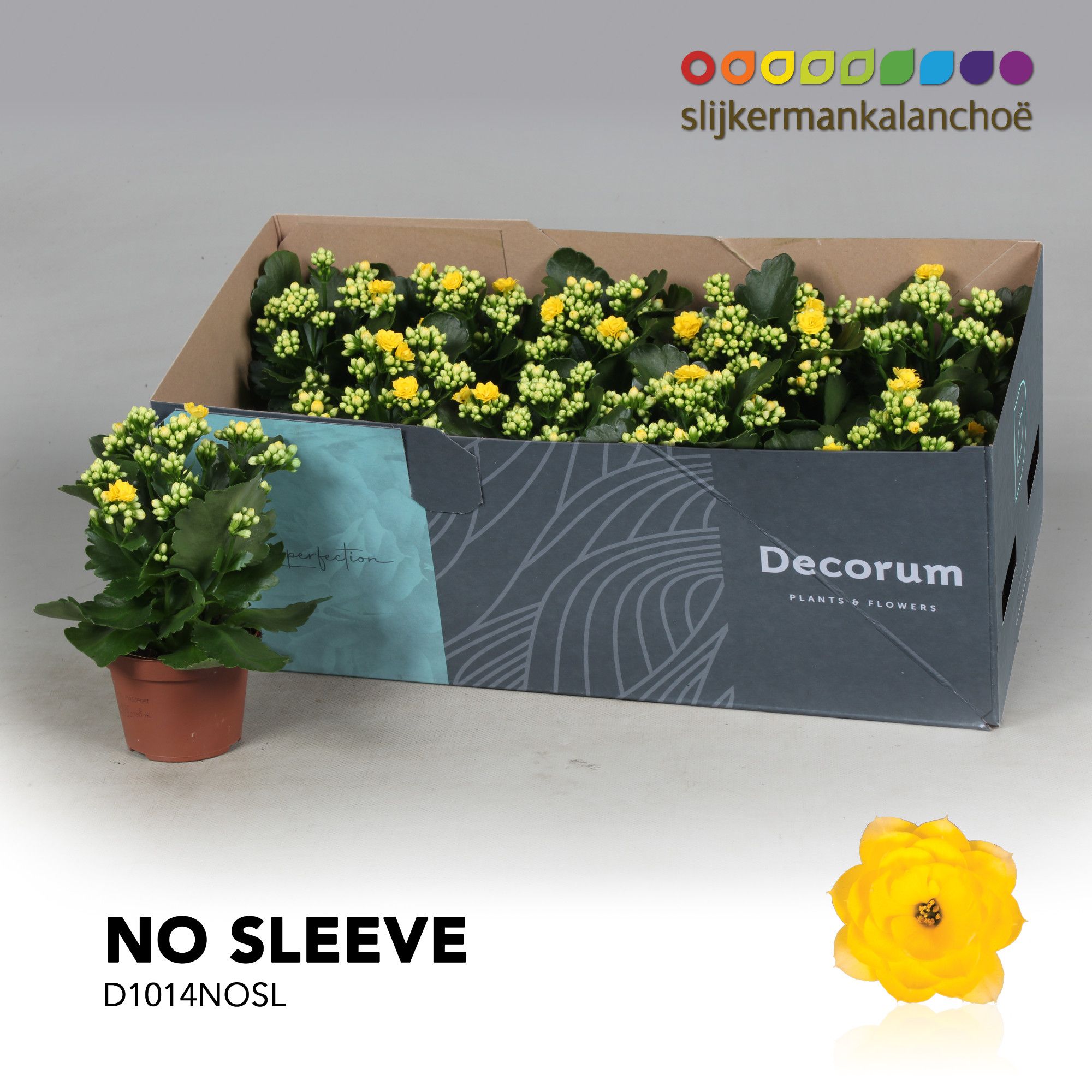 Kalanchoe No Sleeve - Yellow, D 10,5
