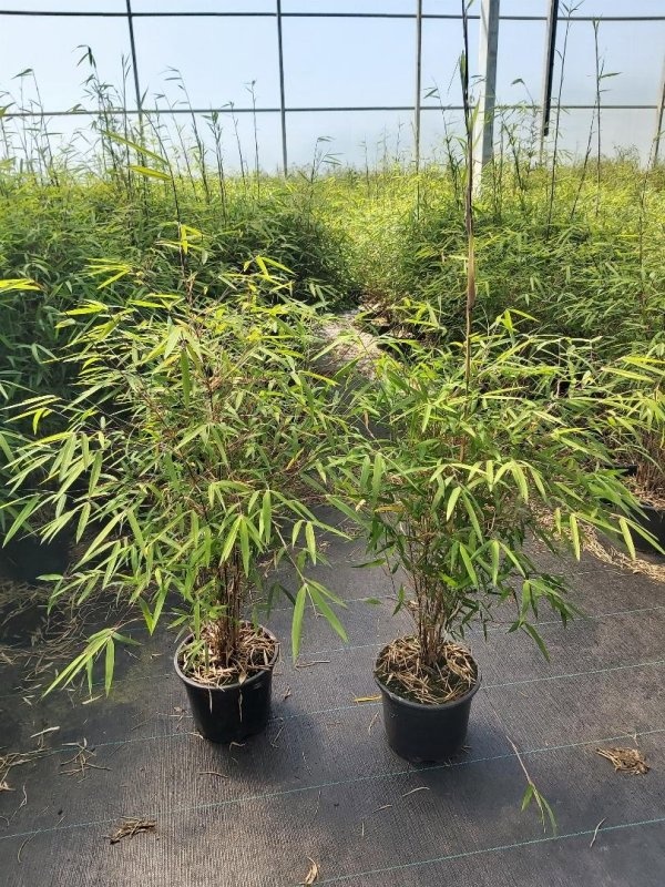 Fargesia angustissima, D 18