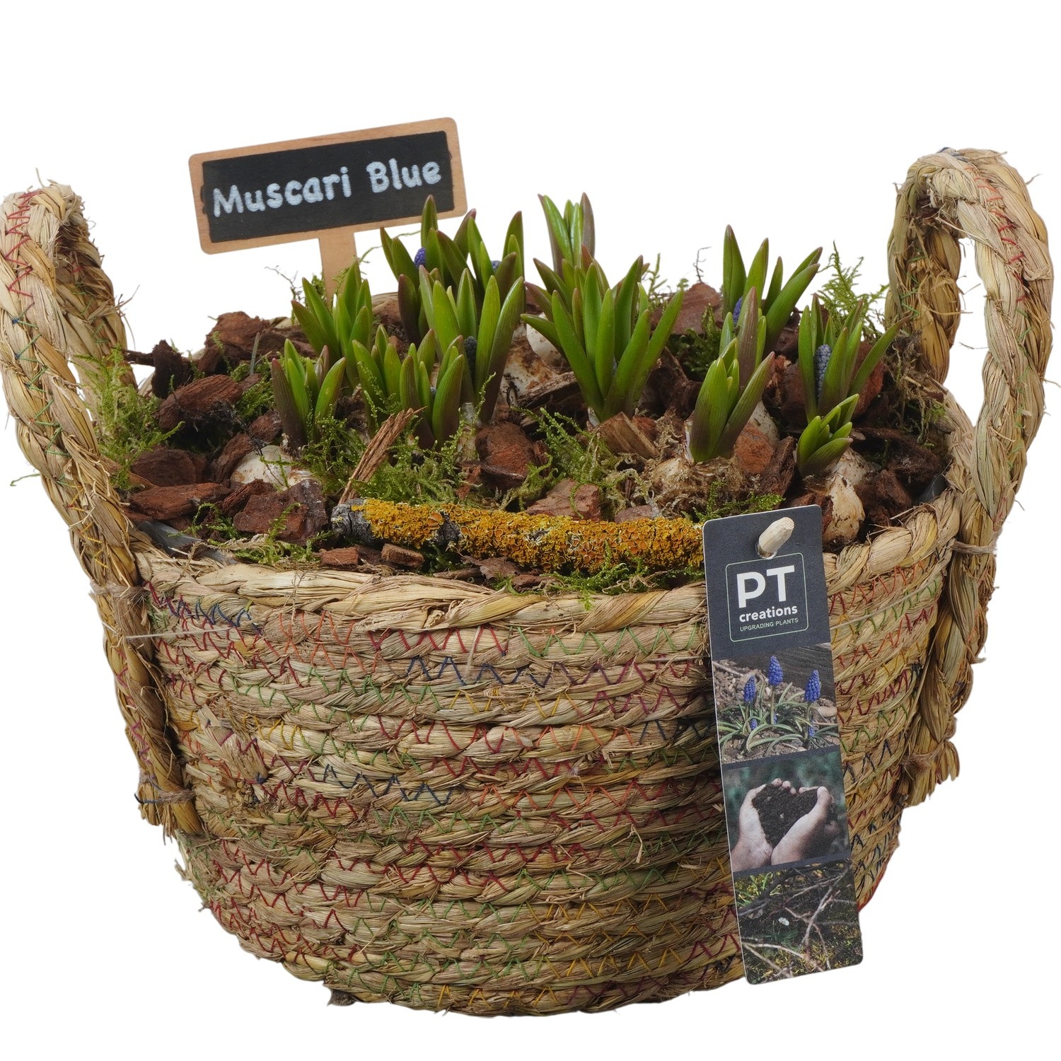 PTMB6199 Arrangement Muscari Blue in riet mand, D 22