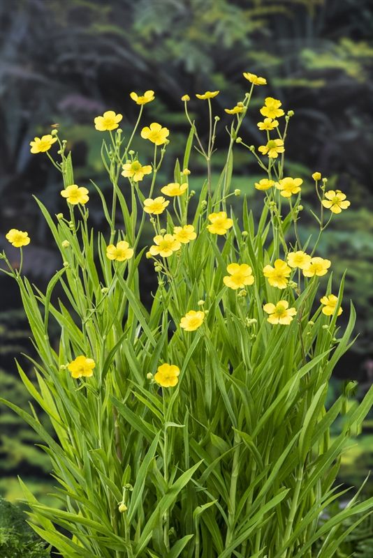 Ranunculus lingua, D 9