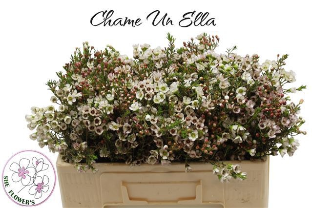 Шамелациум Элла 50 (бел.), шт.