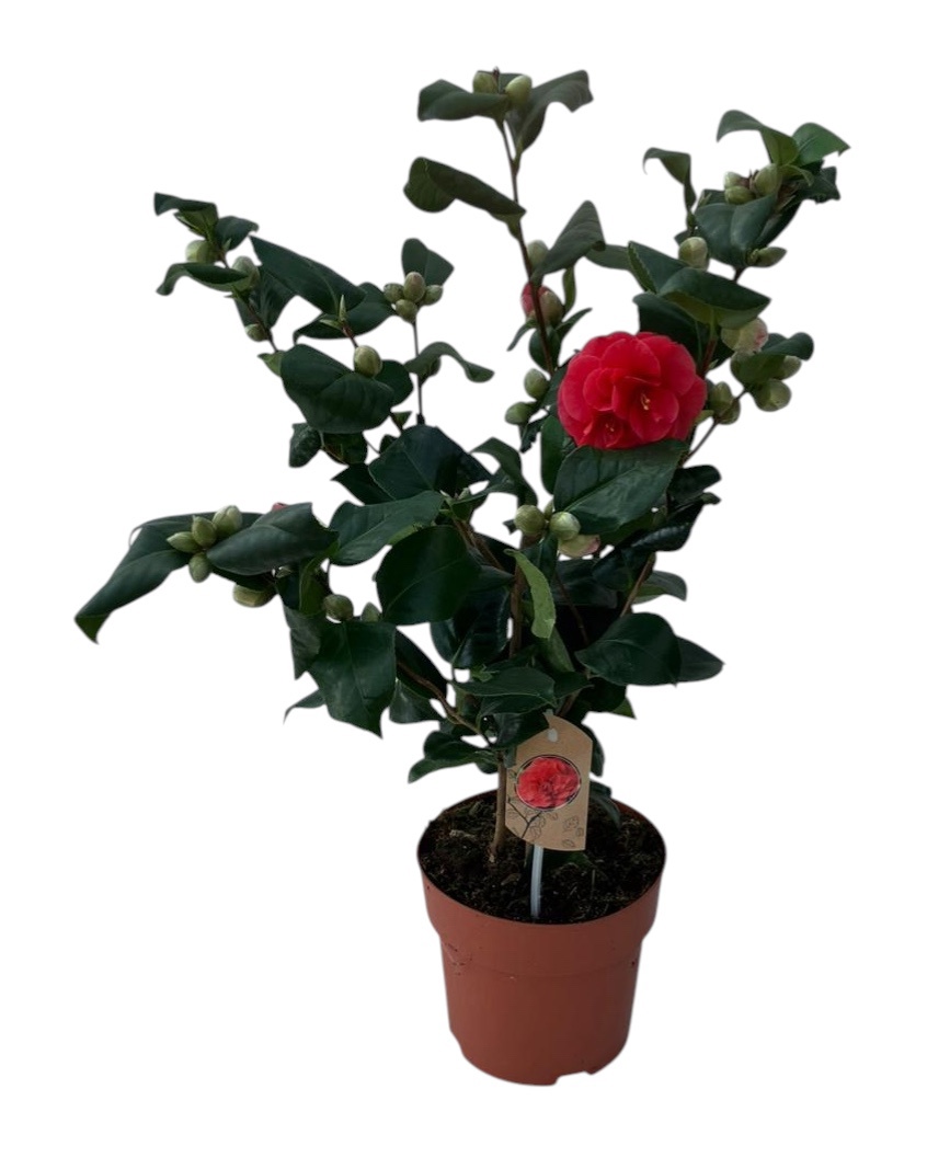 Camellia Lady Campbell 30+ knoppen, D 19