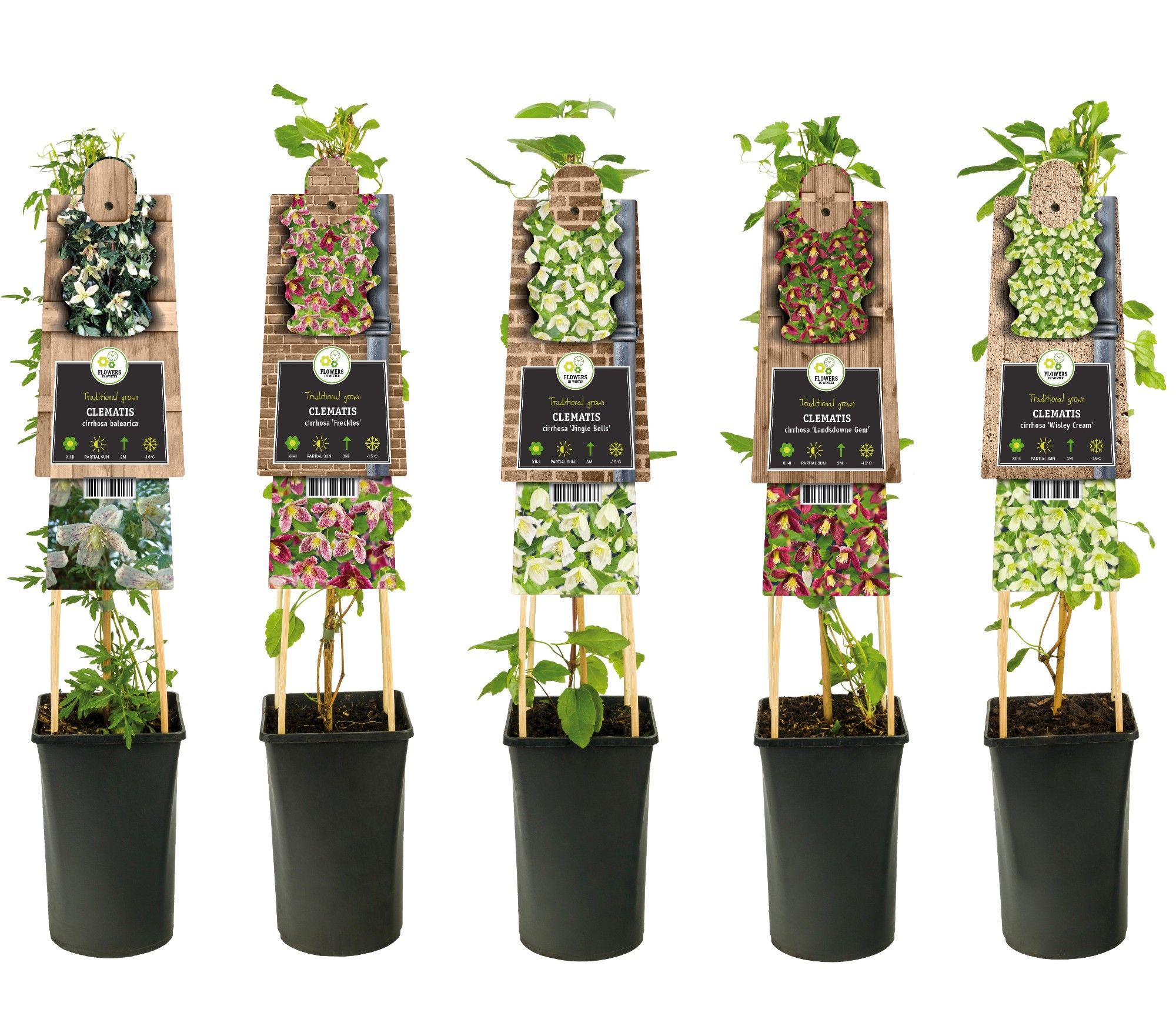 Mixtray Clematis Cirrhosa +3.0 label, D 17