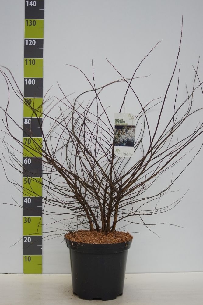 Spiraea nipponica 'Snowmound' C 12, D 30
