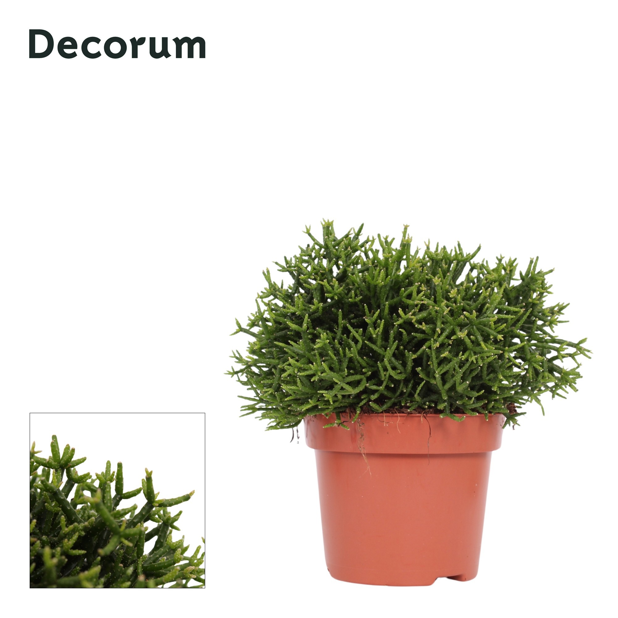 Hatiora salicornioides 12 cm Decorum, D 12