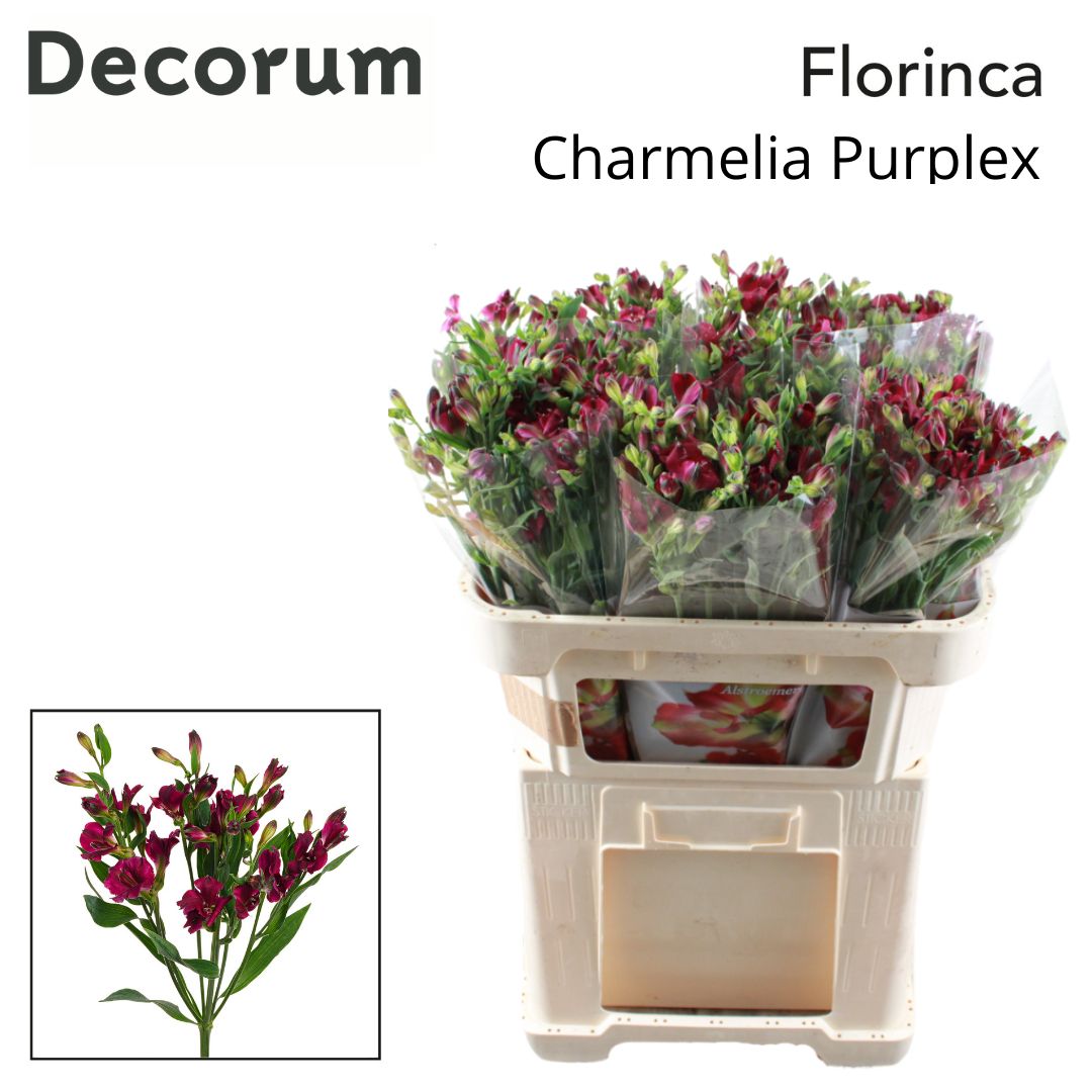 Альстромерия Шармелия Перпл (фиолетово-зелен.), шт.