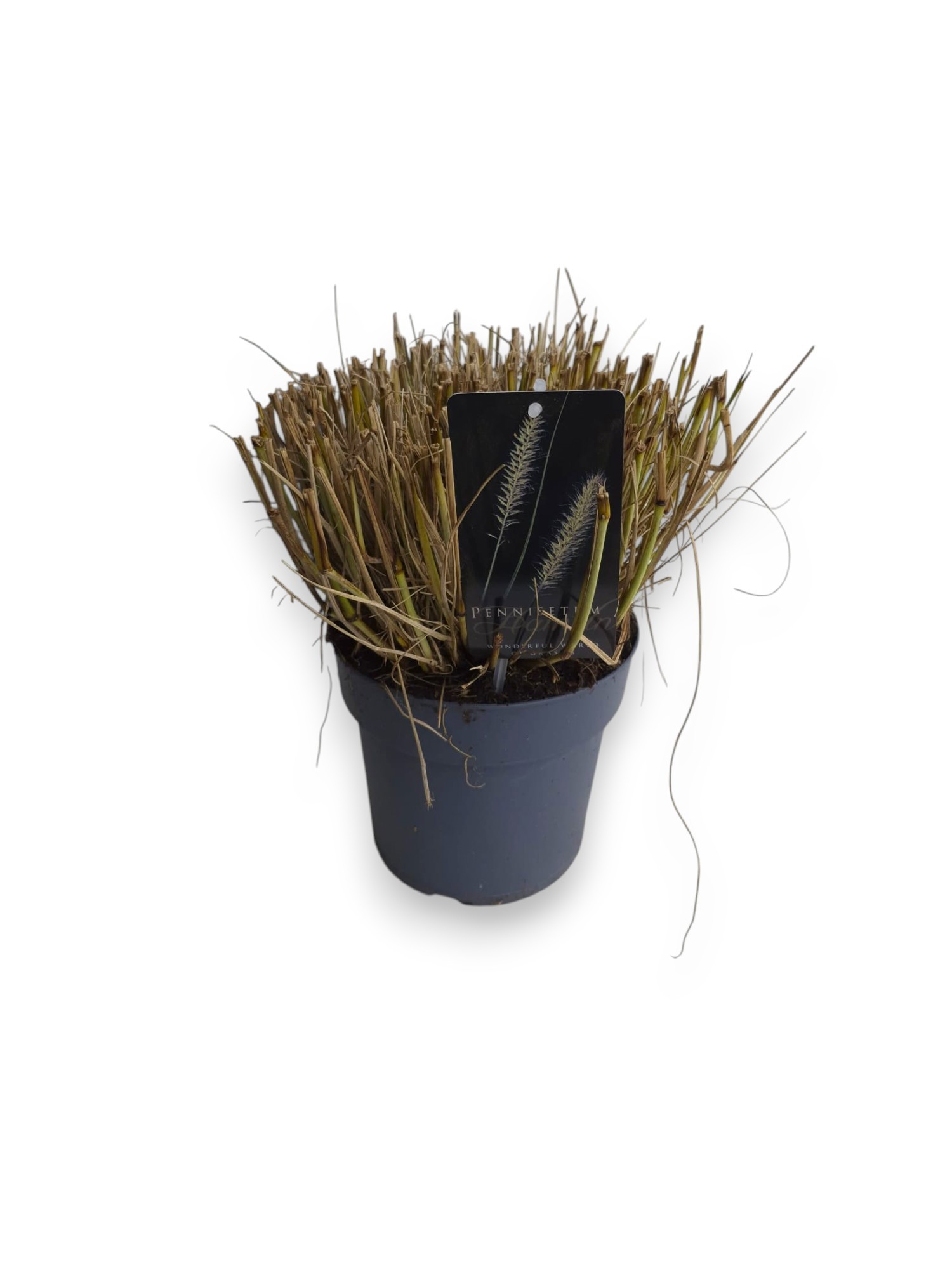 Pennisetum al. 'Hameln' C3/P19, D 19