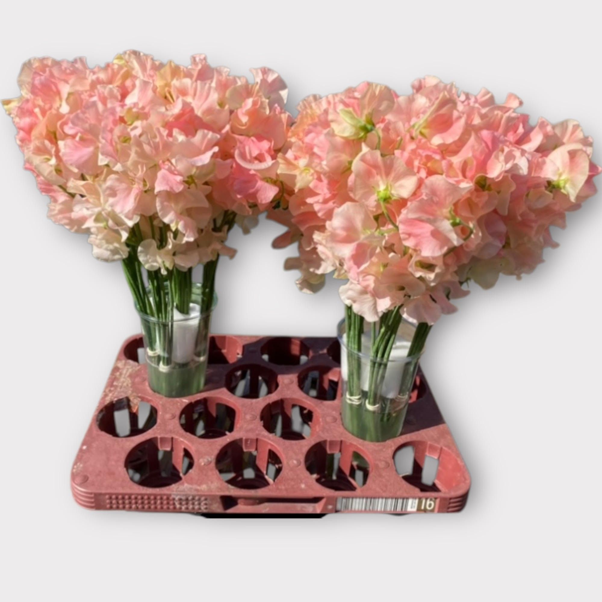 Латирус Романс Салмон 40, шт.