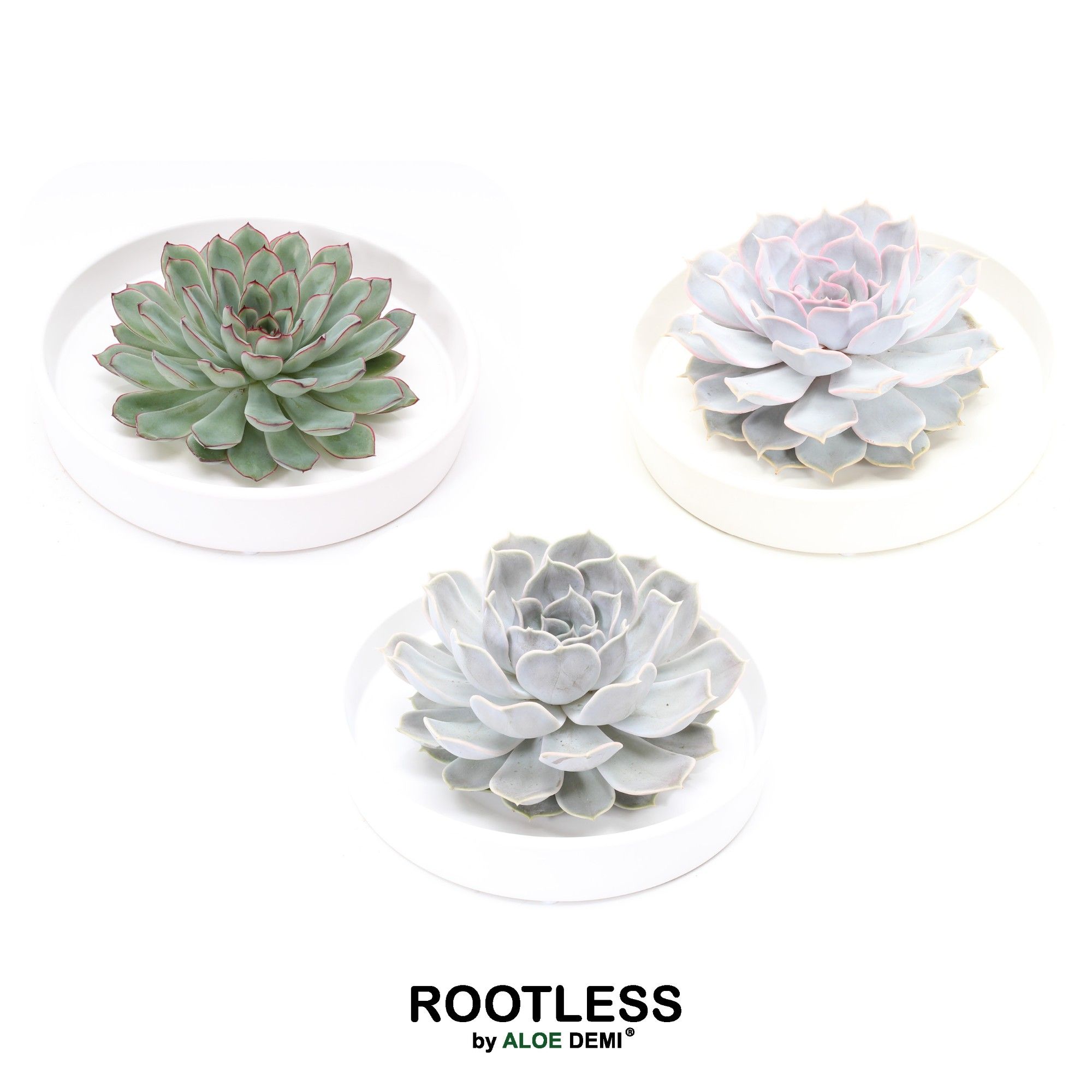 ROOTLESS Echeveria, Tapir bowl, D 20 cm