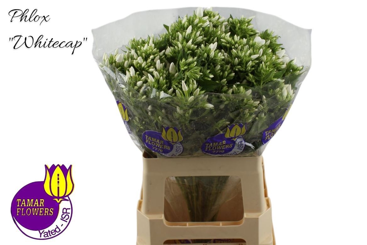 Флокс Вайт Кэп 60 (бел.), шт.