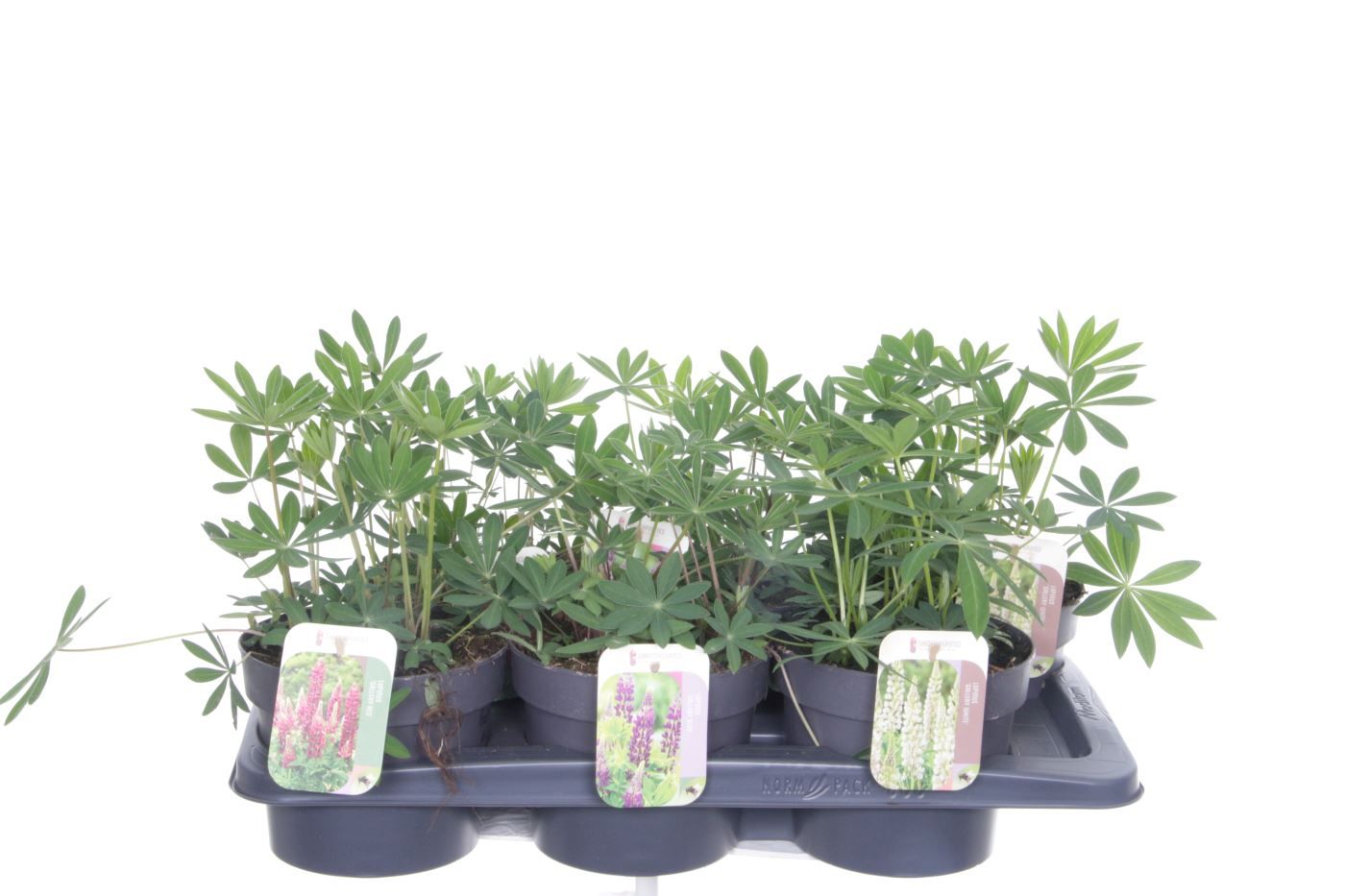 Lupinus Gallery mix, D 17
