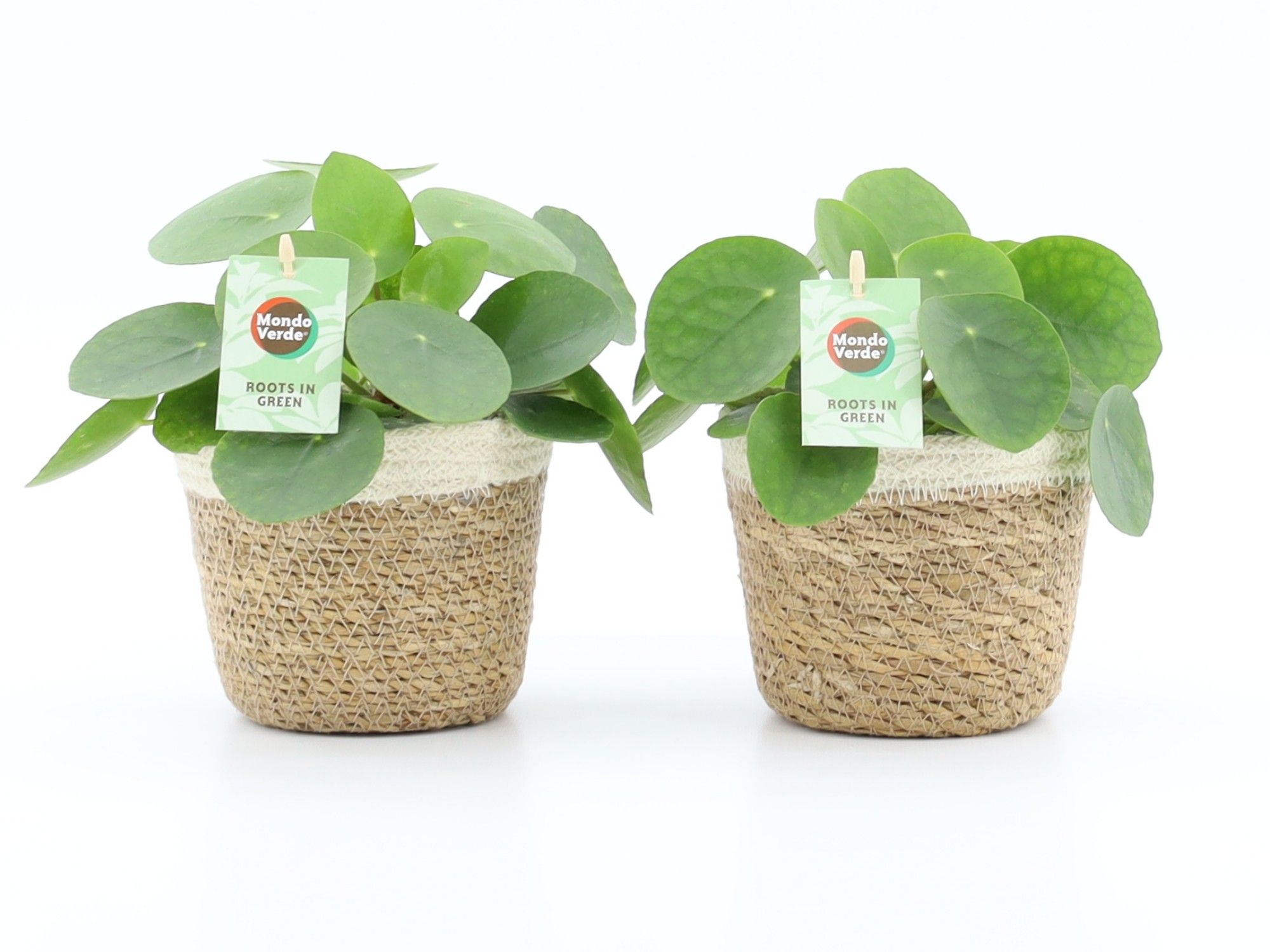 Pilea Peperomioides in Noah Korb, D 14