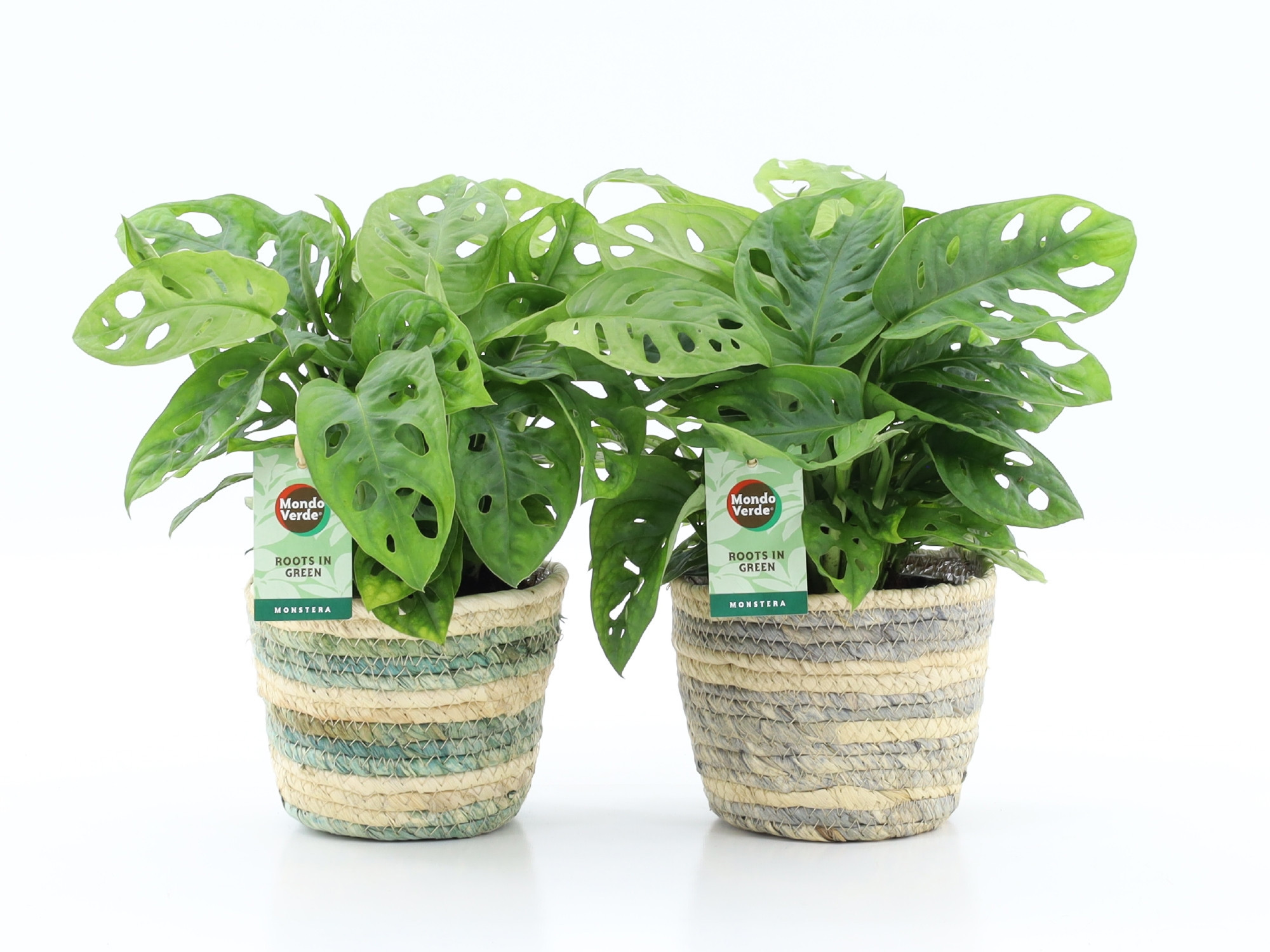 Monstera Adansonii in Noah Lines, D 14