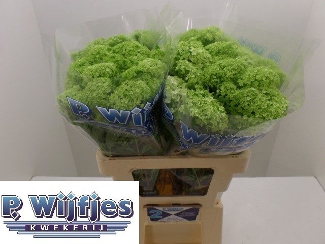 Вибурнум Розеум 60 (зел.), шт.