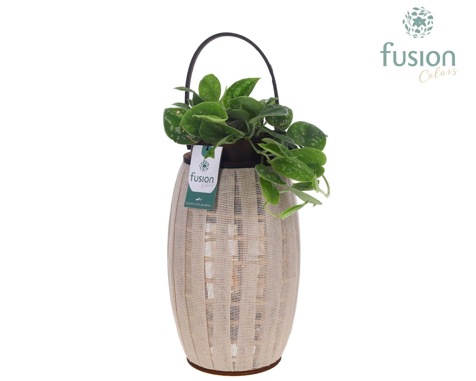 Houten Lantaarn met Scindapsus, D 23