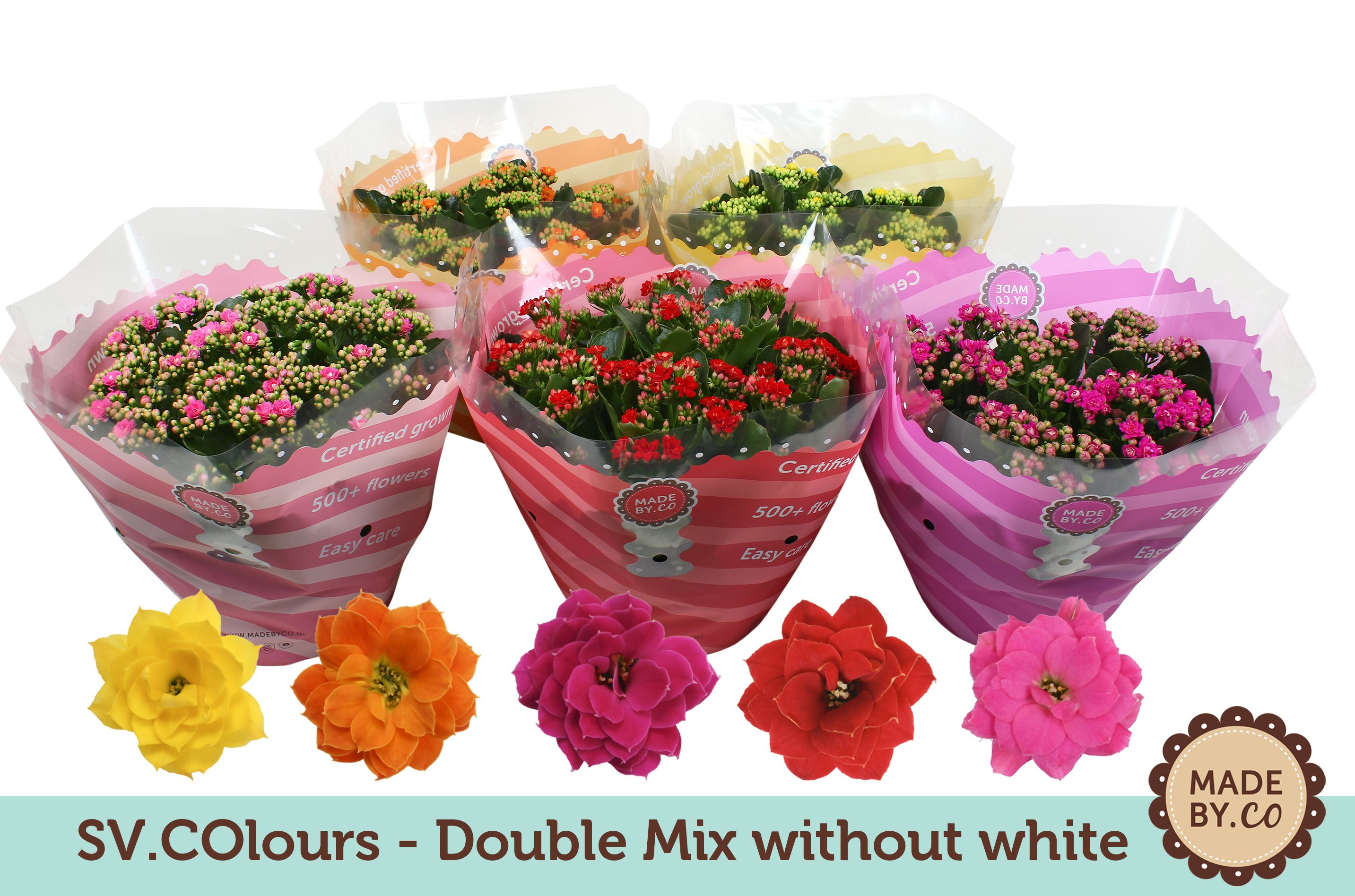 Kalanchoë Double Mix in SV.COloursleeve - without white, D 23