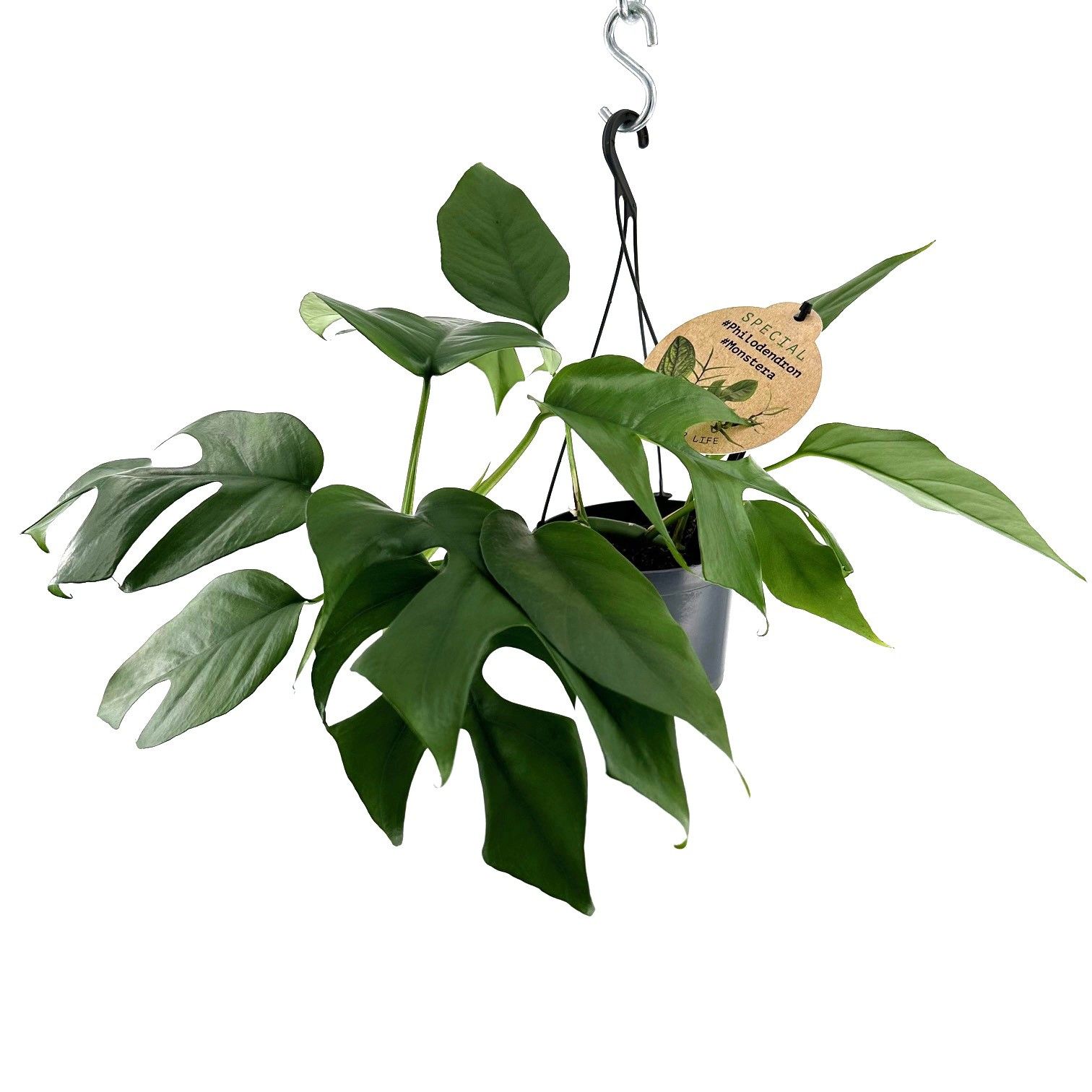 Monstera Minima (Ampel), D 12 cm