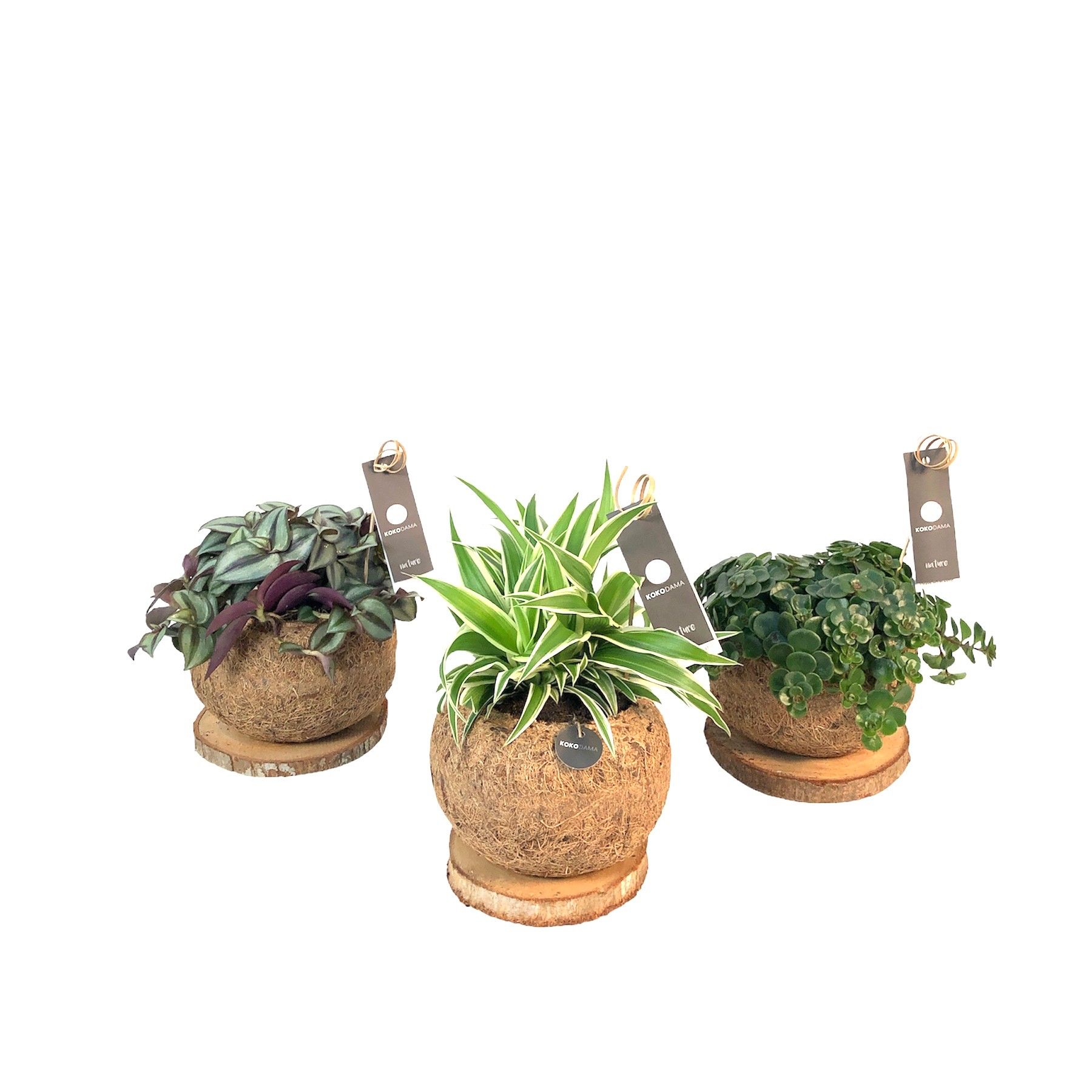 Kokodama 15 cm Trunk Green Smit Collection, D 15