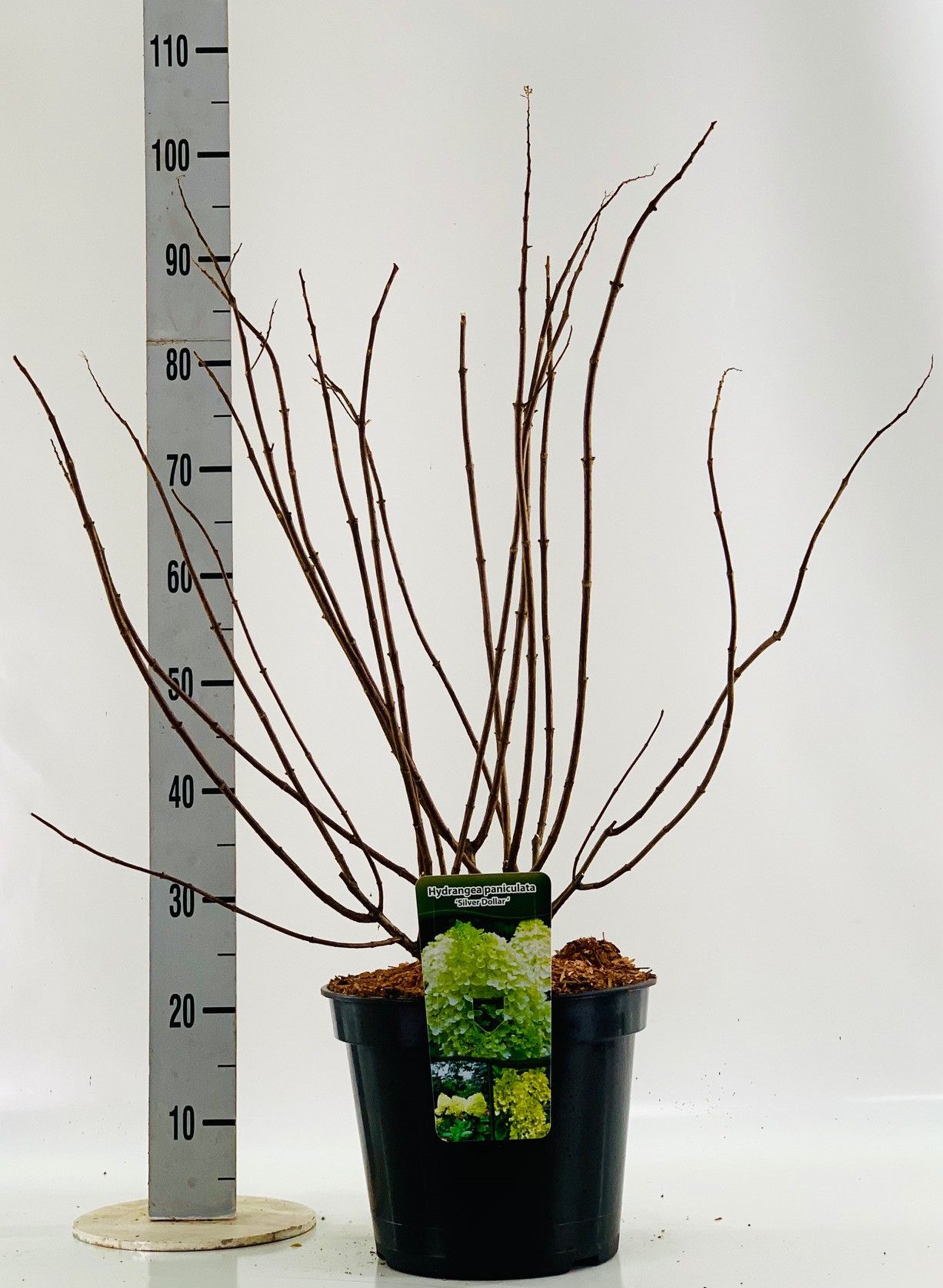 Hydrangea pan. 'Silver Dollar' 60- 80cm, D 29