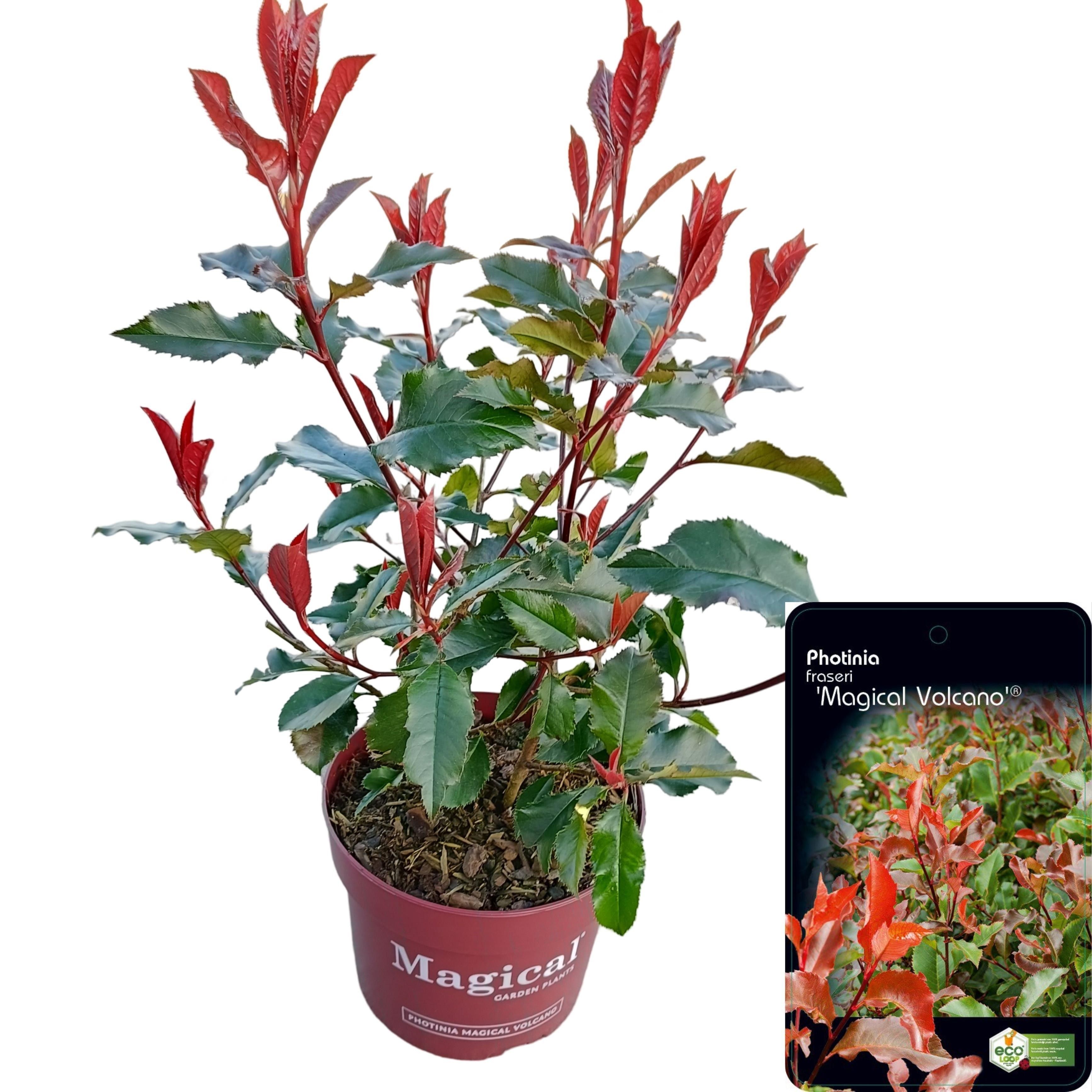 Photinia fraseri 'Magical Vulcano', D 17