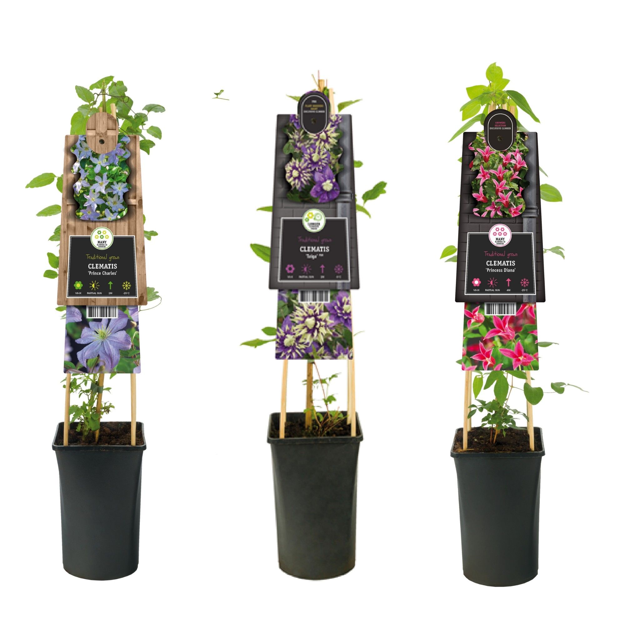 Mixshelf Clematis exclusive varities +3.0 label, D 17