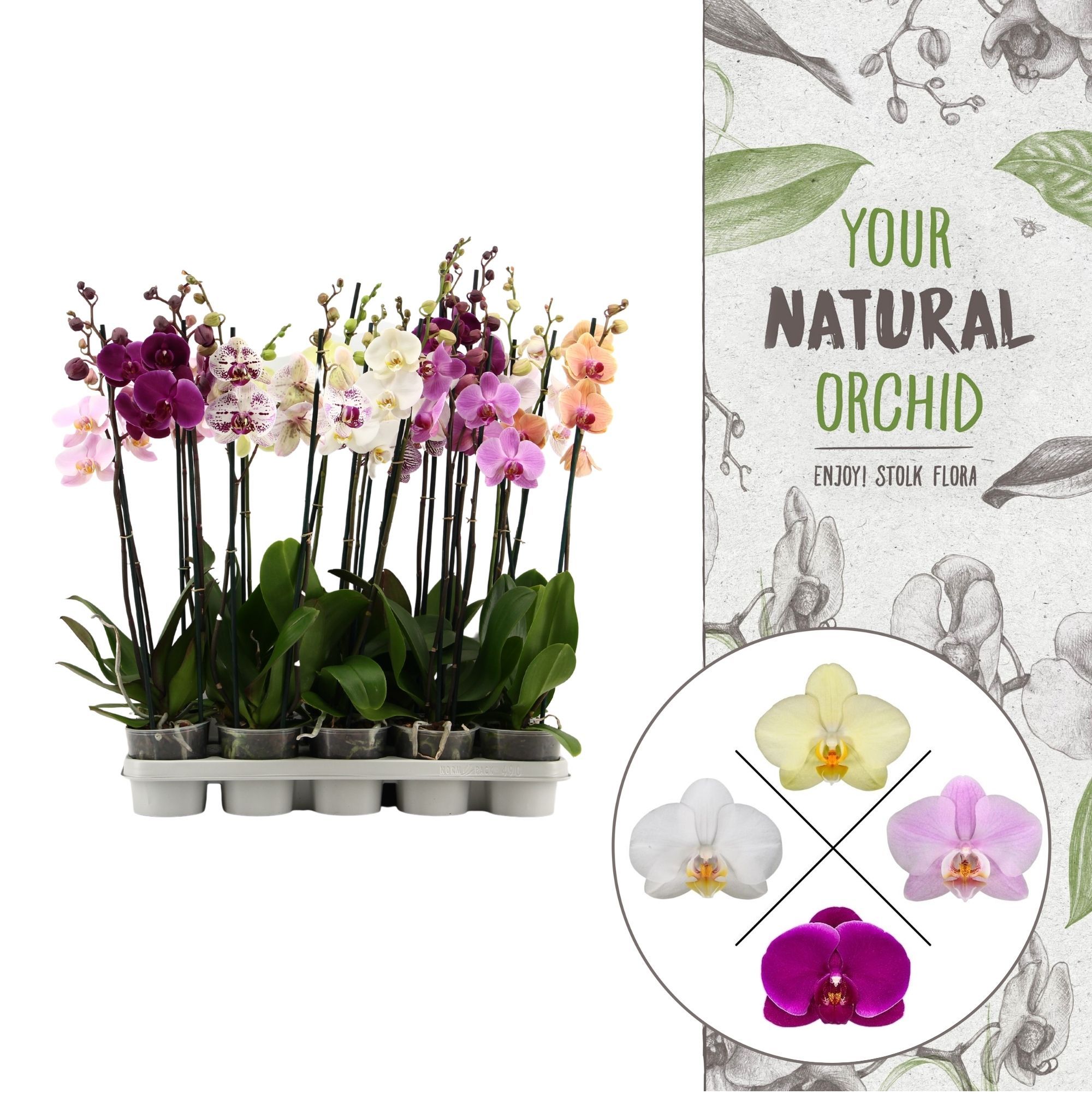 Your Natural Orchid | Budget Mix | Phalaenopsis 2 spike, D 12