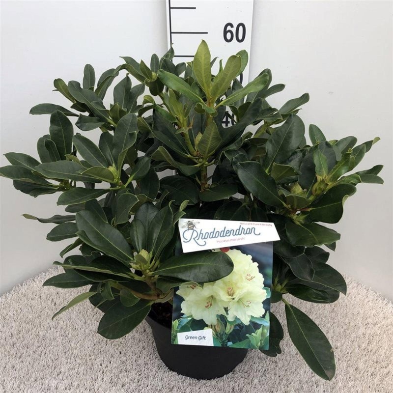 Rhododendron 'Horizon Monarch', D 29