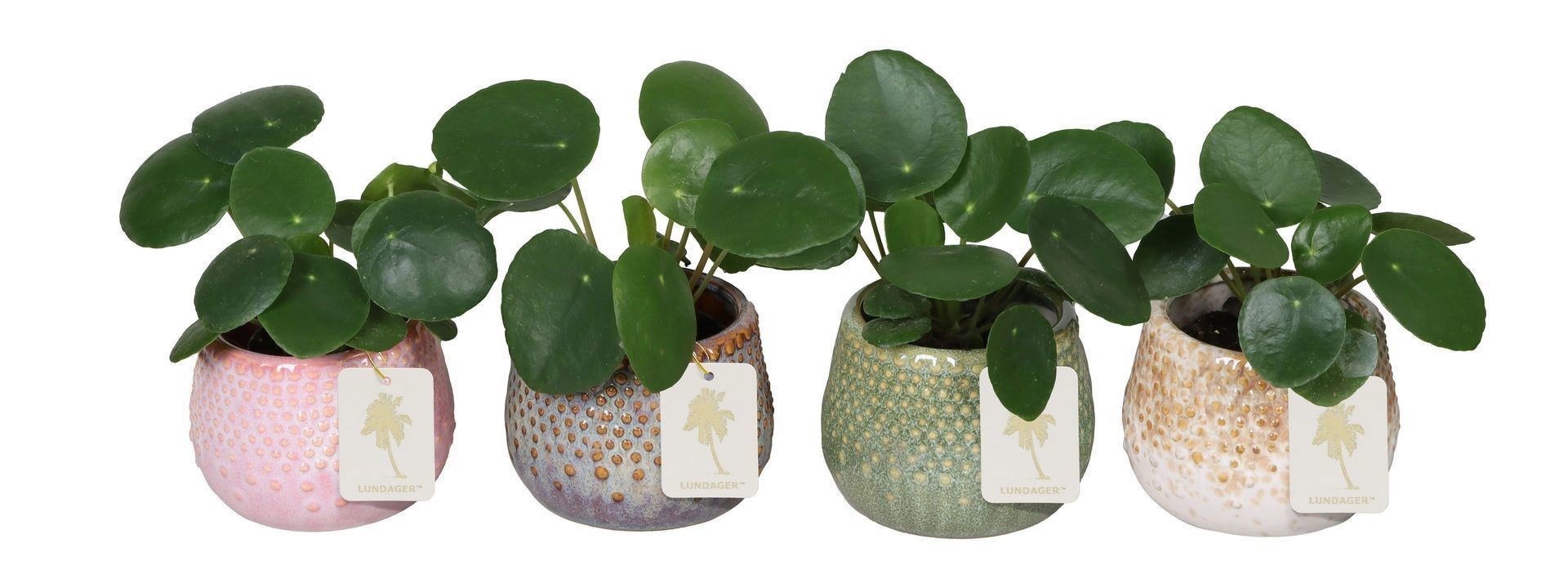 L 67203 With Pilea Peperomides 6 cm, D 6